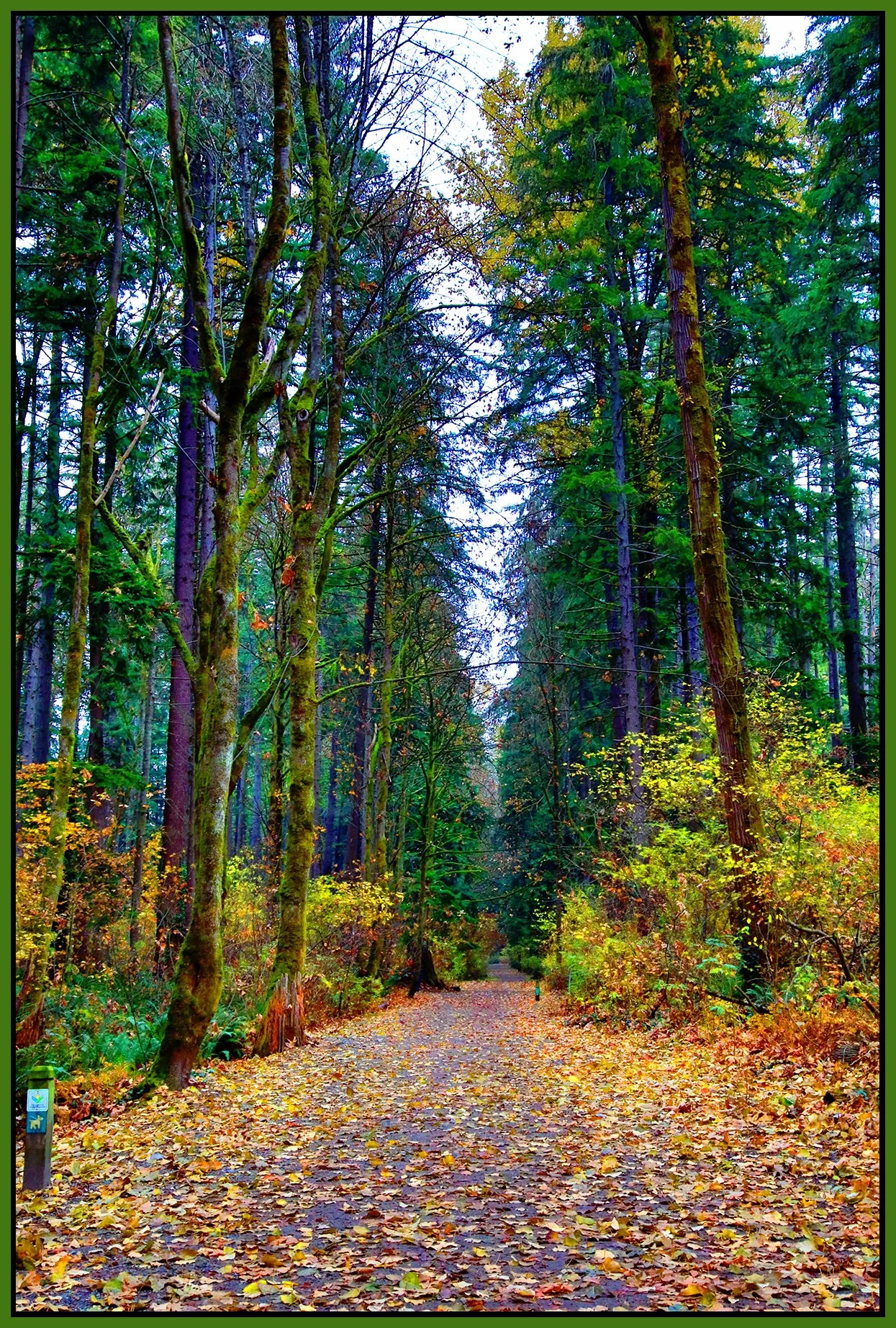 Poco Trees_Nov 20_2022_HDR_4H4778_peUnderWaterRer_V_Pop_4x6s.jpg