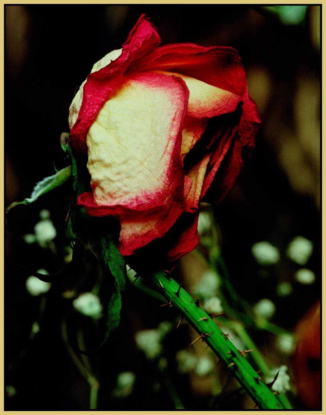 Rose_Nov 4_1997_4x5s.jpg