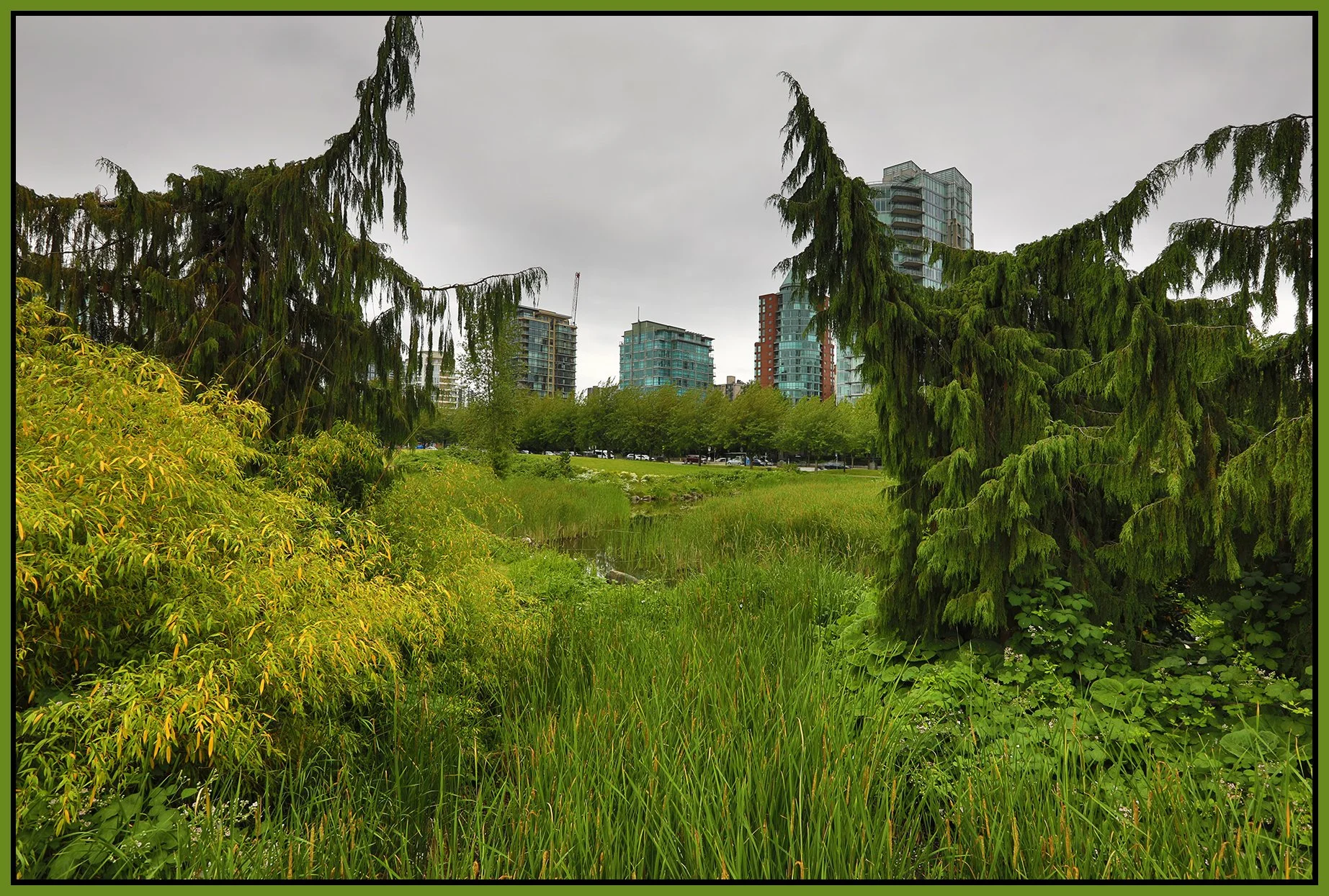 Devonian Park Bullrushes_Jun 23_2025_HDR_4J6857_4x6s.jpg