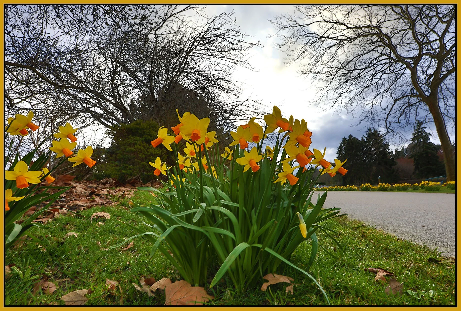Flowers Daffodils_Mar 20_2022_HDR_5B0693_4x6s.jpg