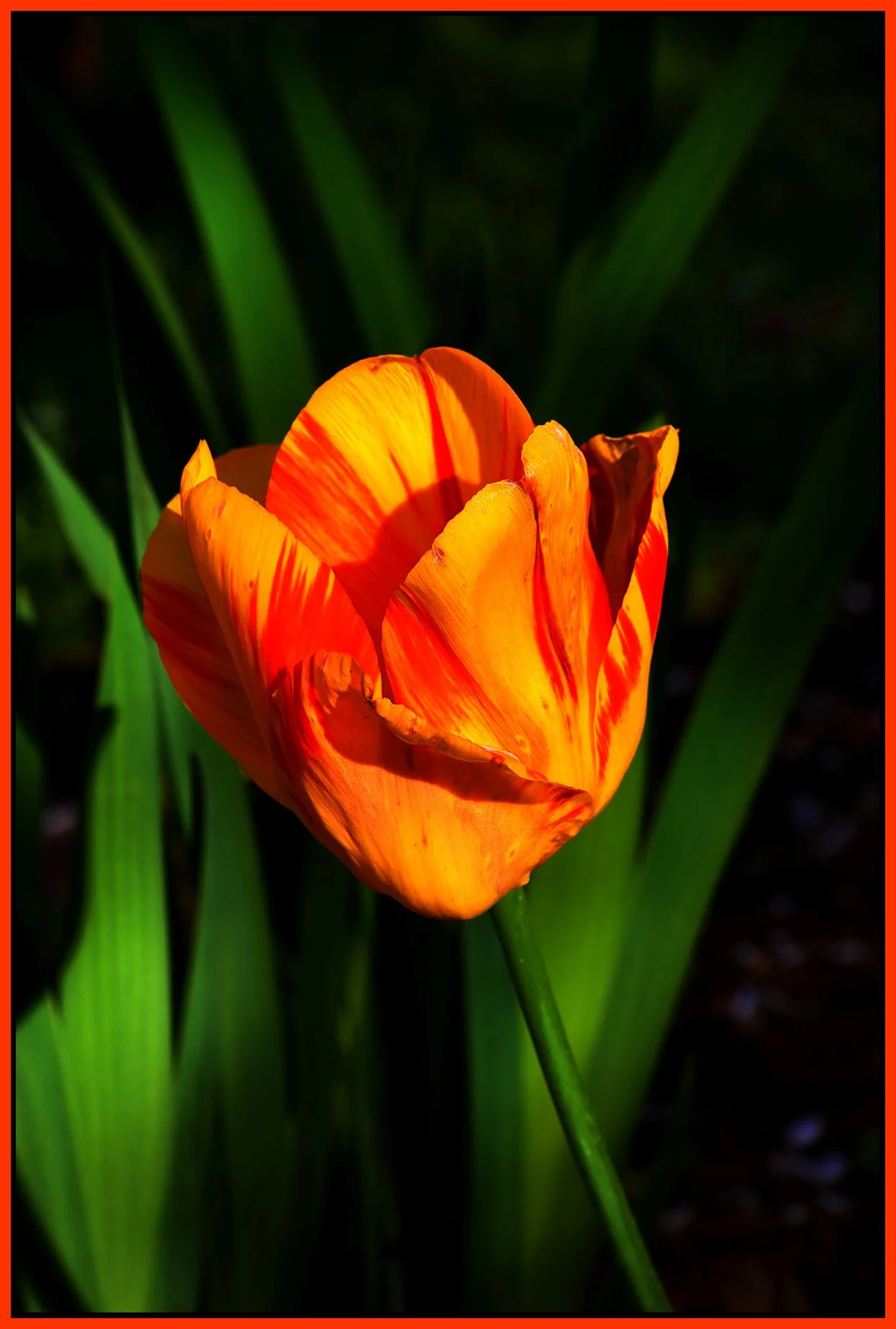 Flowers Tulip_May 7_2023_HDR_4H7187_peNiyoka_4x6s.jpg