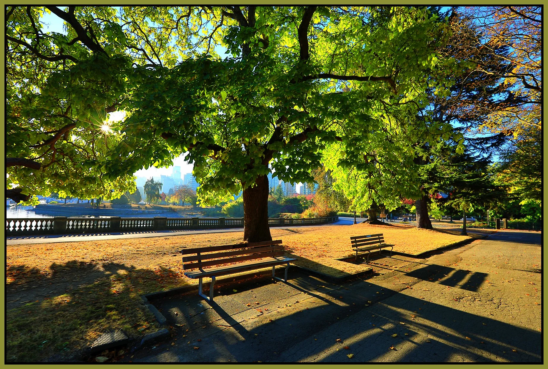 Stanley Pk Trees_Oct 15_2022_HDR_5C3100_peWater_4x6s.jpg