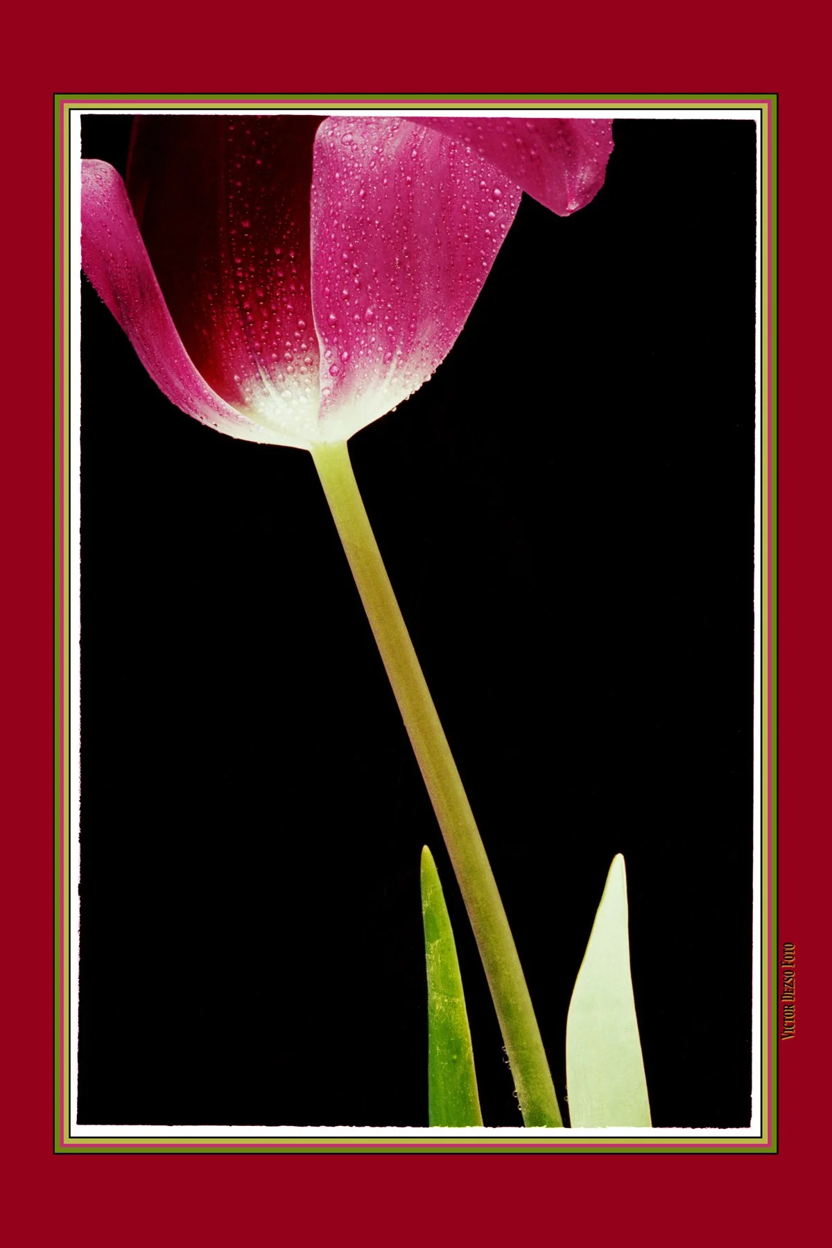 Red Tulip_4x6.jpg