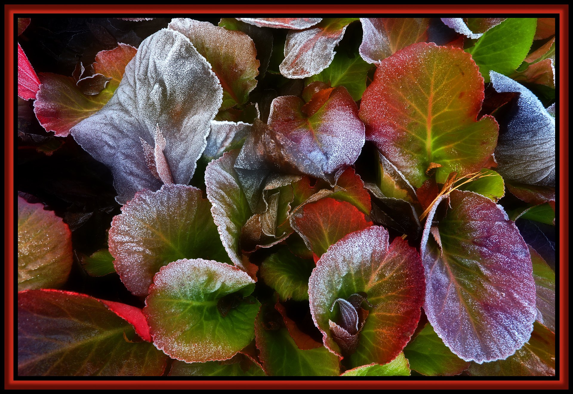 Flowers in Snow_Dec 24_2020_HDR_4G0660_peJade_4x6s.jpg