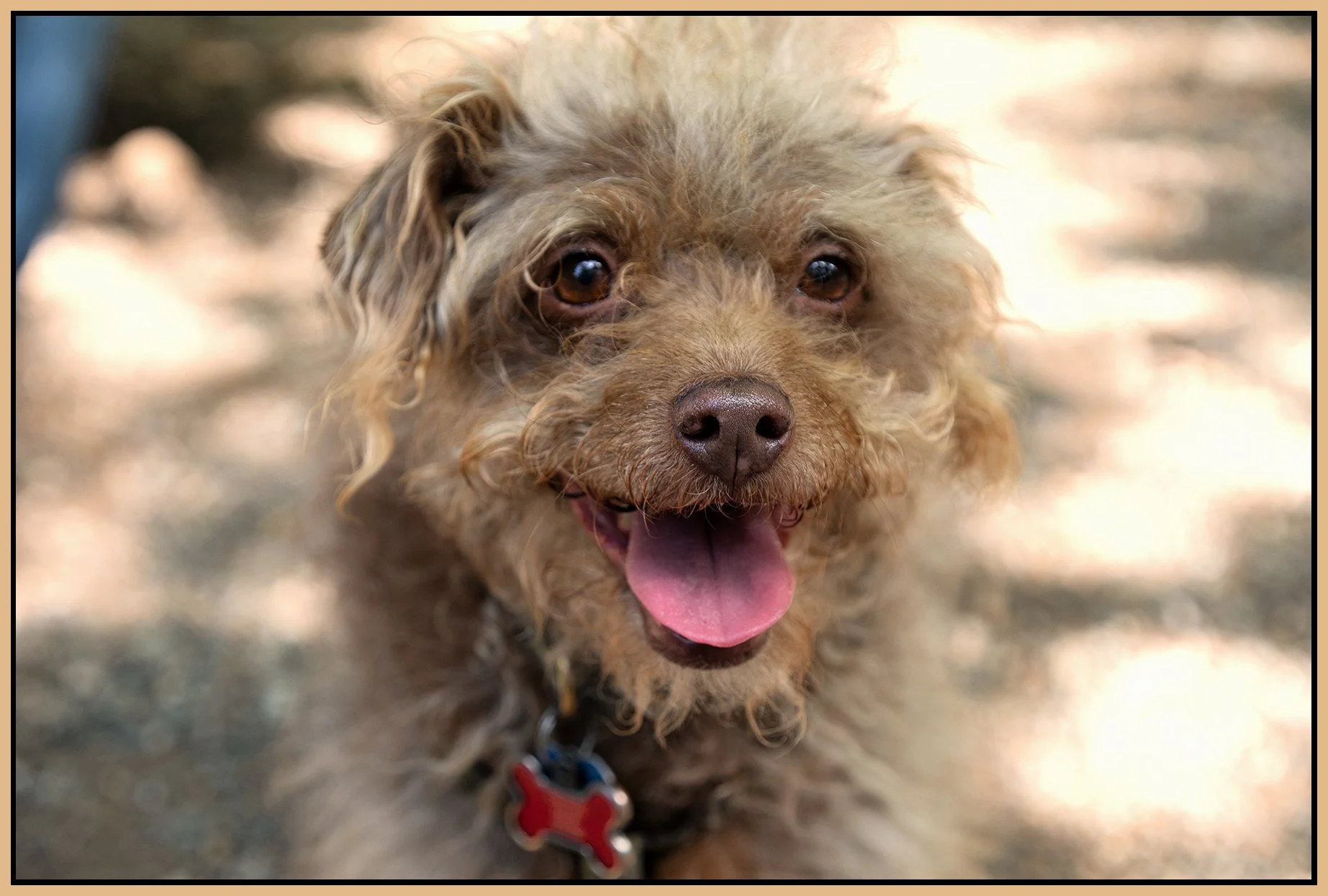 Frances Queen's Dog Park_May 18_2023_4H7262_peHyperstrip_Ss_4x6s.jpg