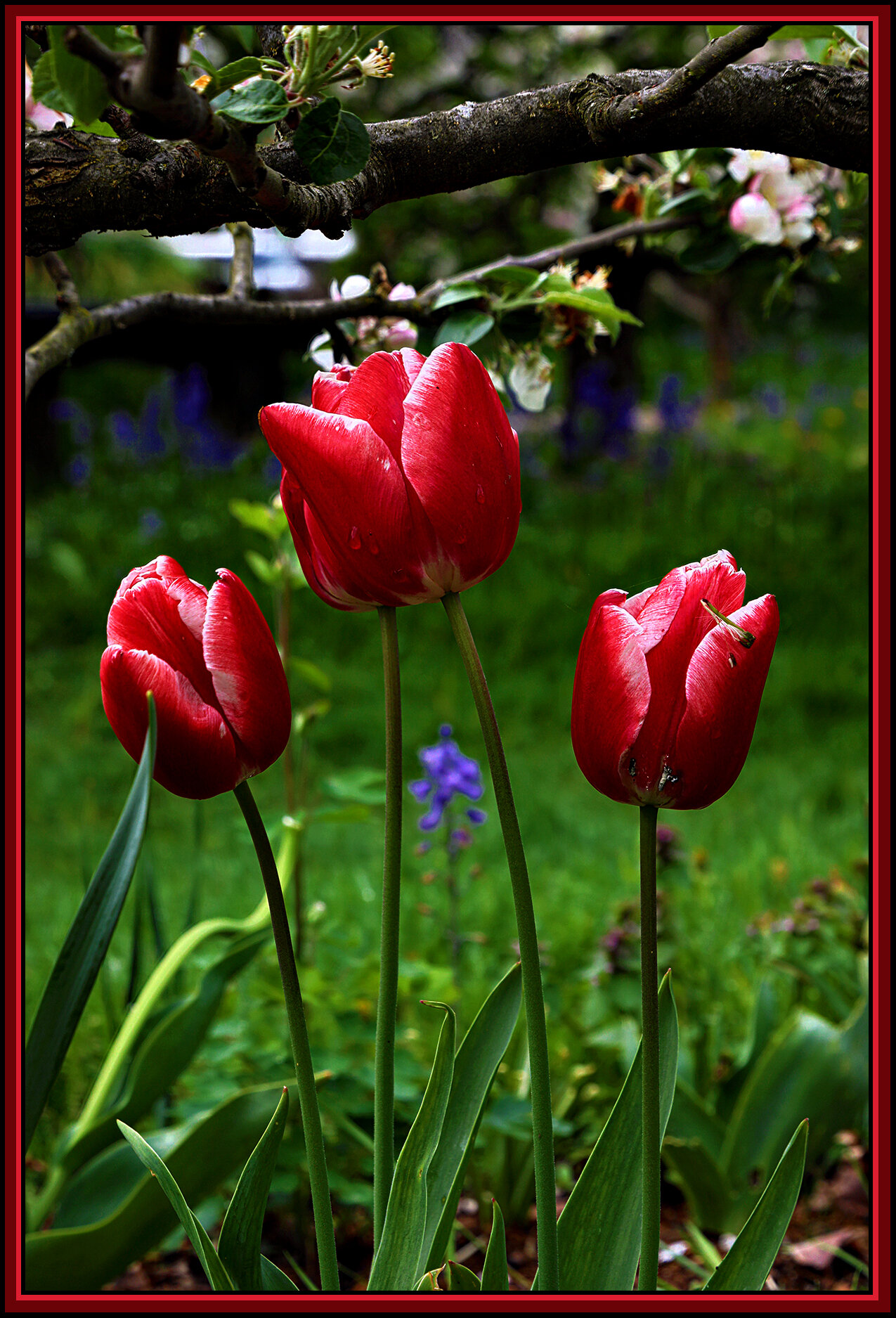 Flowers  Tulips_May 3_2020_HDR_4F6049_peOlsenArt_4x6s.jpg
