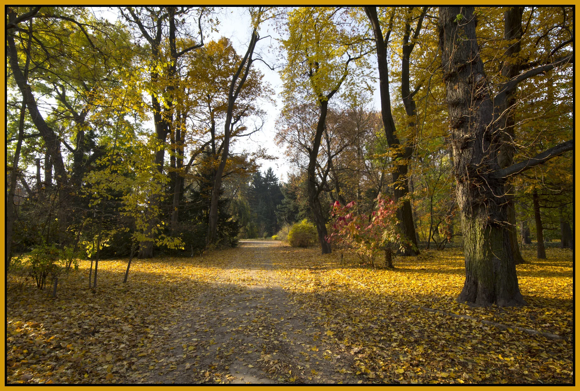 Magyar Trees_Nov 5_2011_0756_4x6s.jpg
