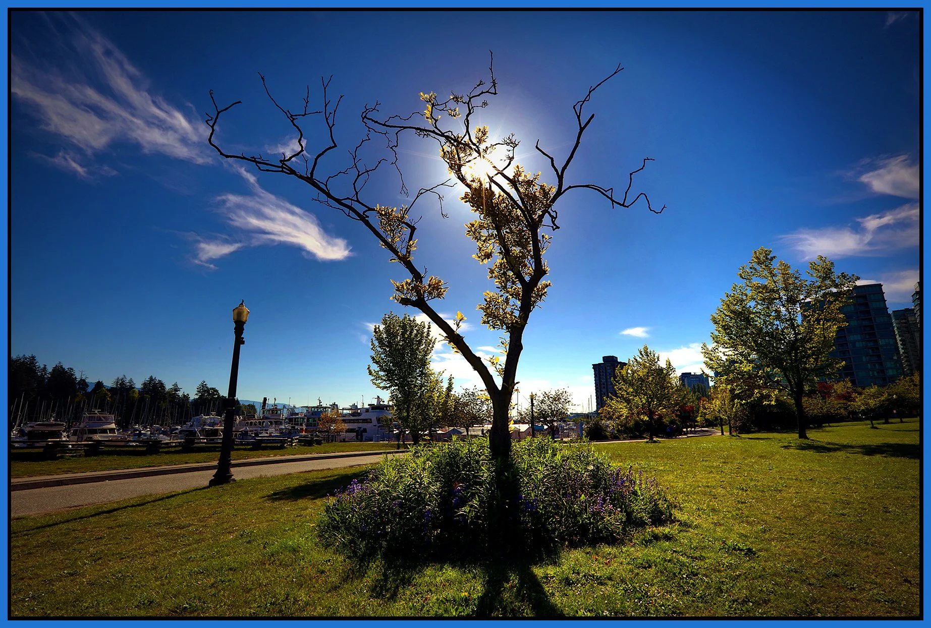 Devonian Park Trees_May 11_2024_HDR_4H8510_peDrkImpct_4x6s.jpg