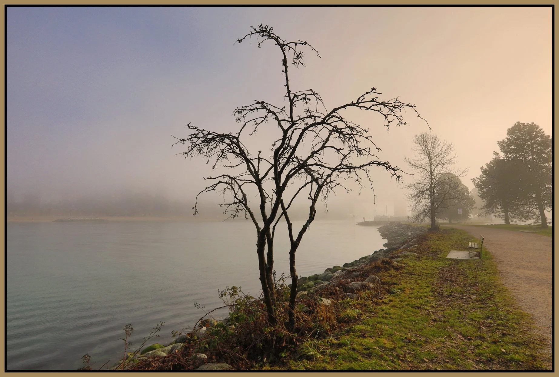 Vanier Park Trees in Fog_Jan 21_2026_HDR_4K7462_peHyperstrip_4x6s.jpg