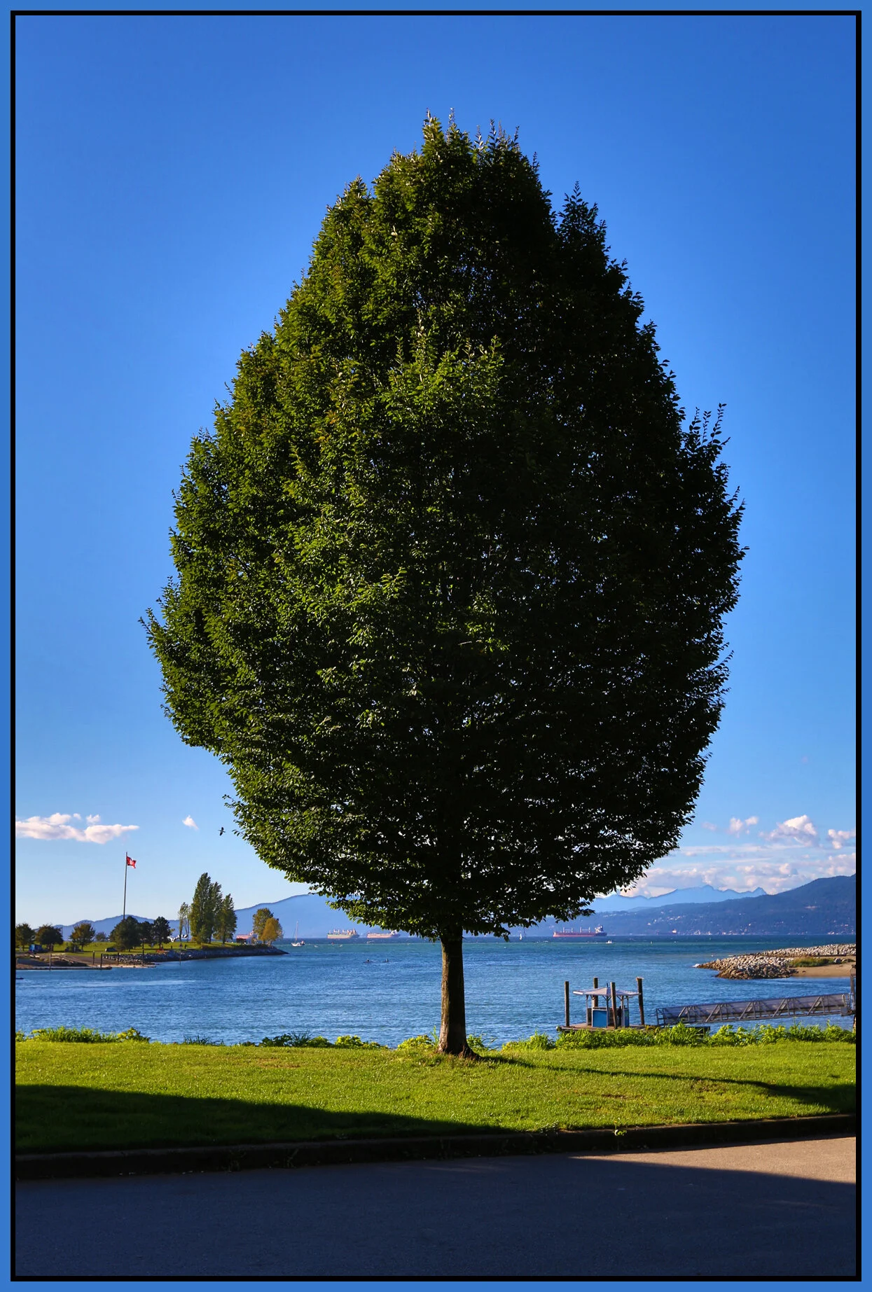 English Bay Tree_Sep 25_2013_HDR_B8170_4x6s.jpg