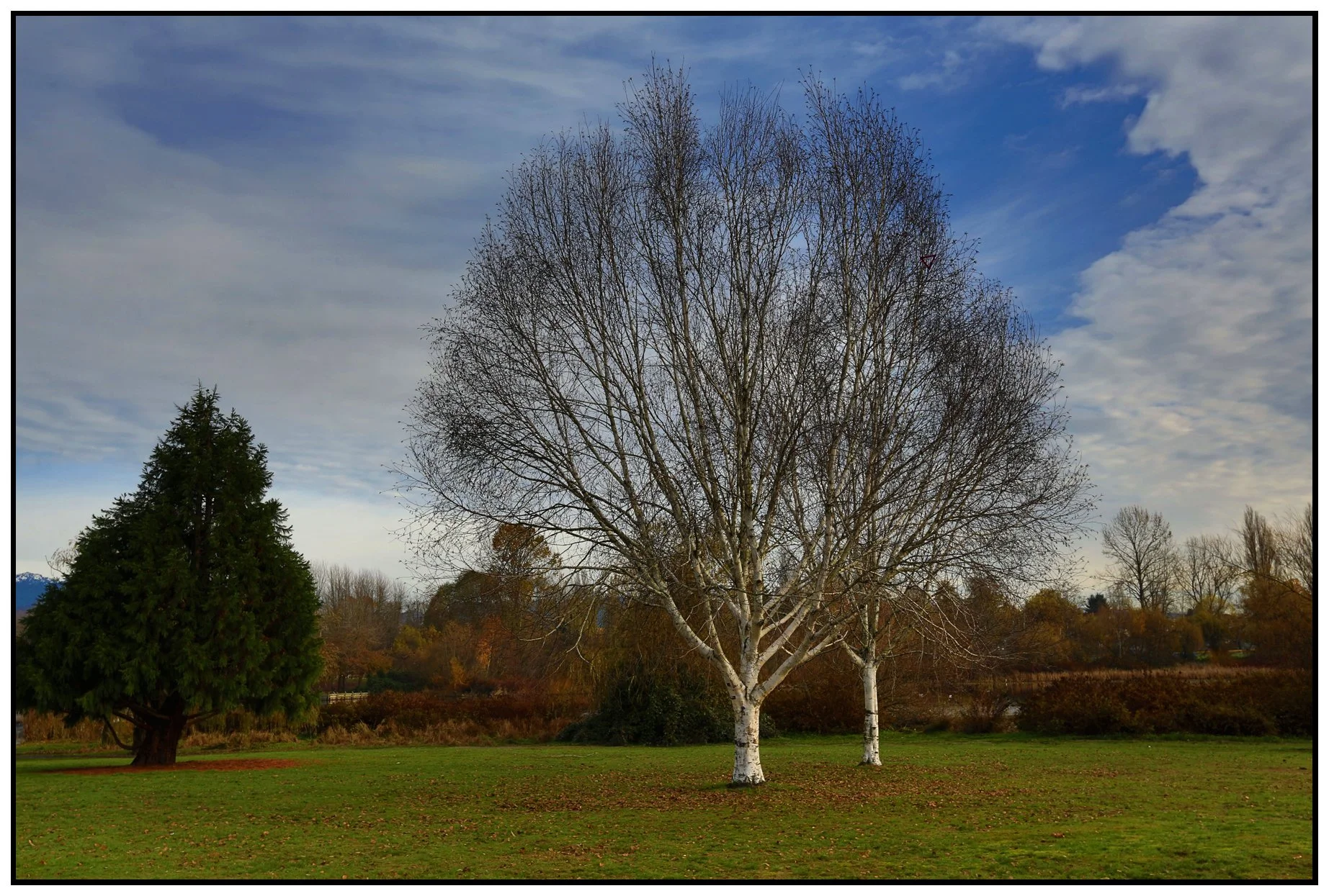Trout Lake Tree_Nov 22_2015_HDRH4910_4x6s.jpg