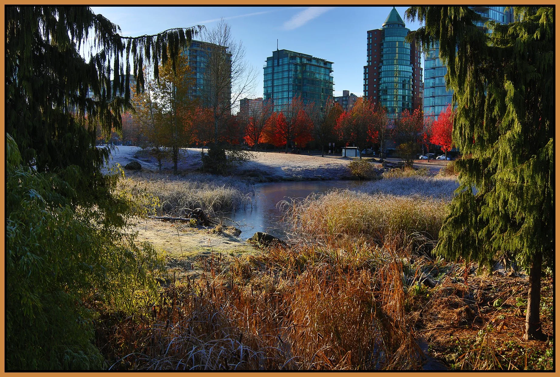 Devonian Park Bullrushes_Nov 19_2022_HDR_5C7214_4x6s.jpg