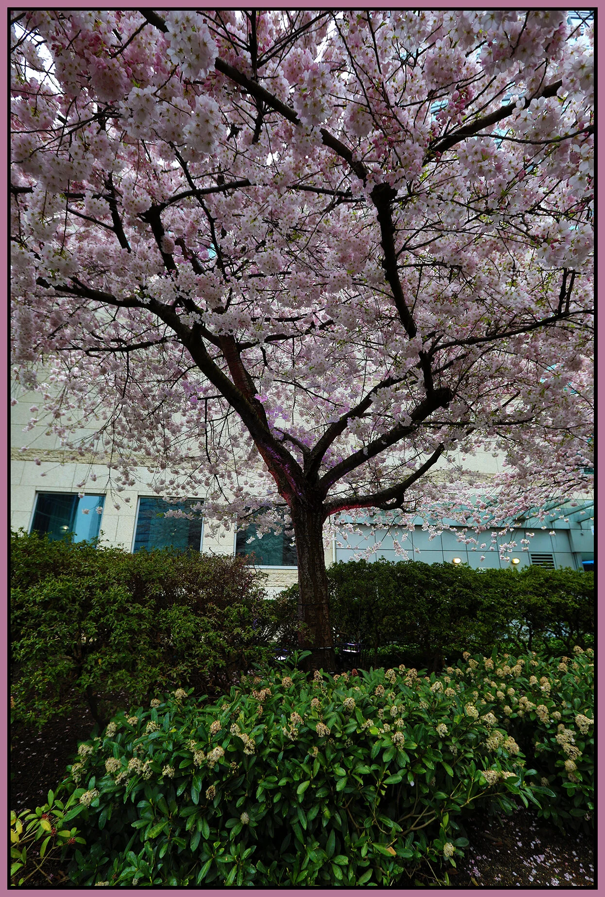 Lot 19 Tree_Apr 3_2021_HDR_5A7020_4x6s.jpg