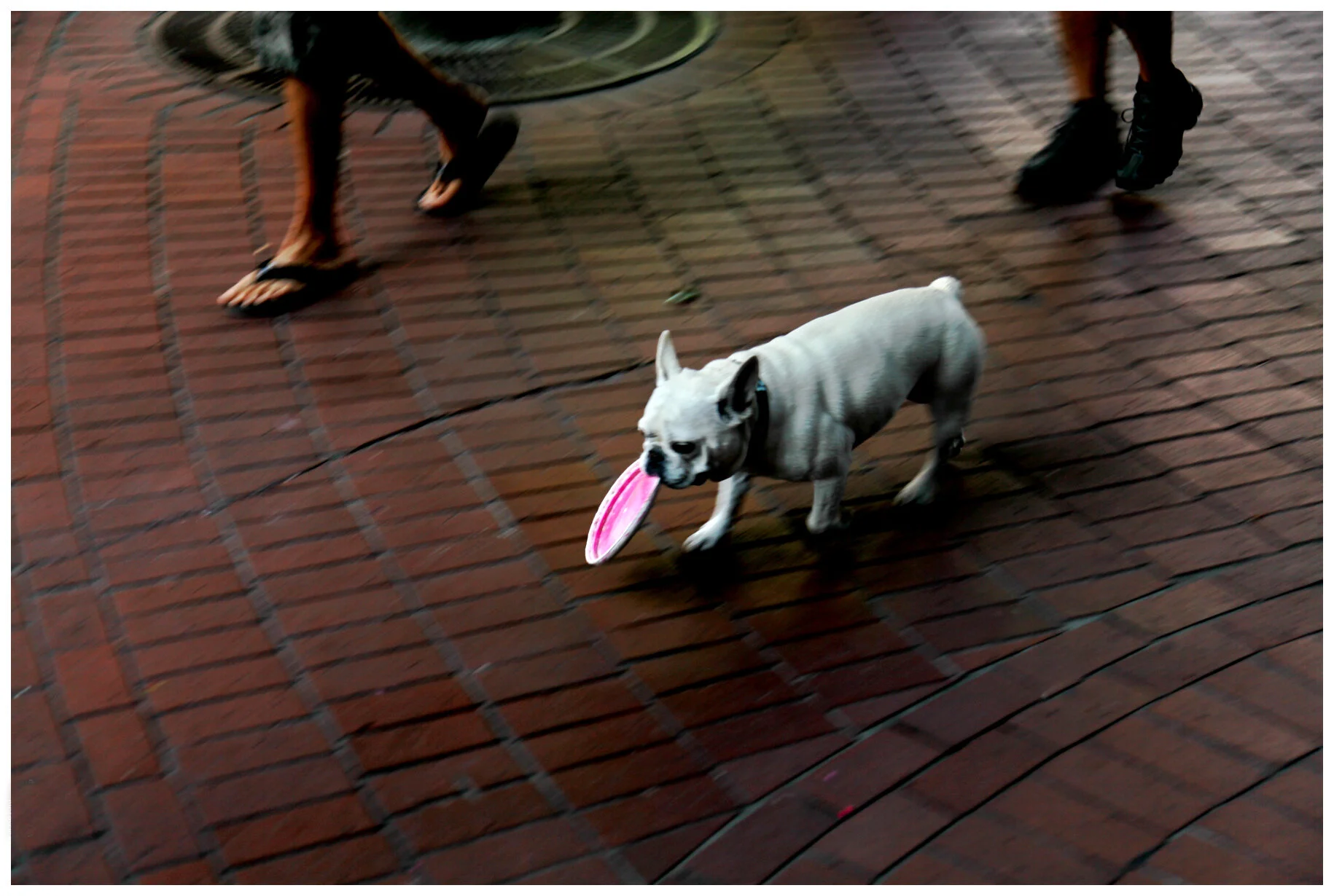 Gastown Dog_July 18 09_3259_4x6s.jpg