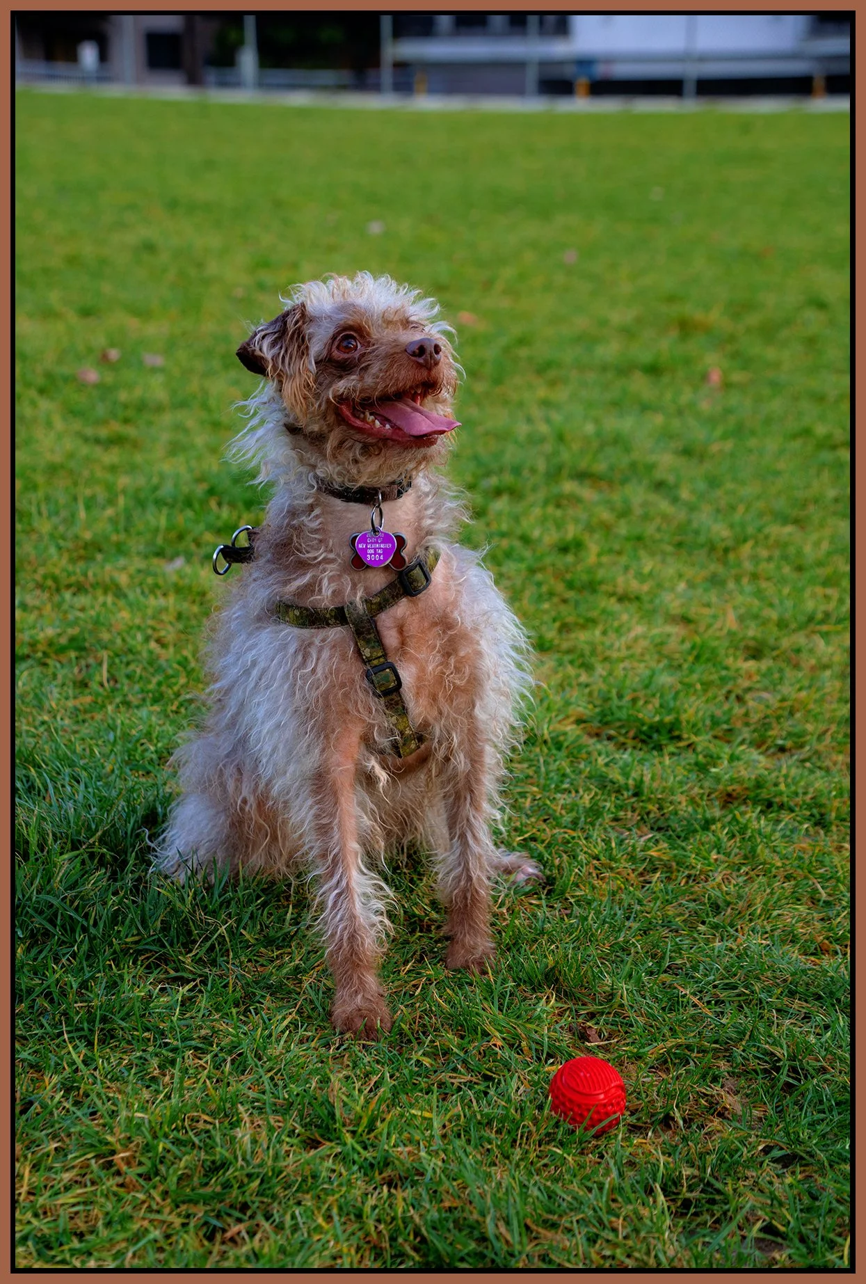 Frances in New West_Nov 24_2019_CR2_F4995_peExpMrg_4x6s.jpg