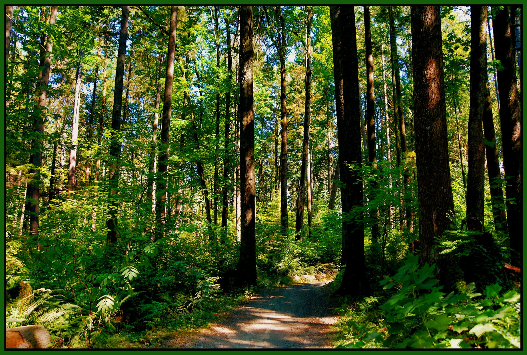 Coquitlam River Pk Trees_Jul 18_2021_HDR_4G0760_peNatB II_TxtrMyWrld009_4x6s.jpg