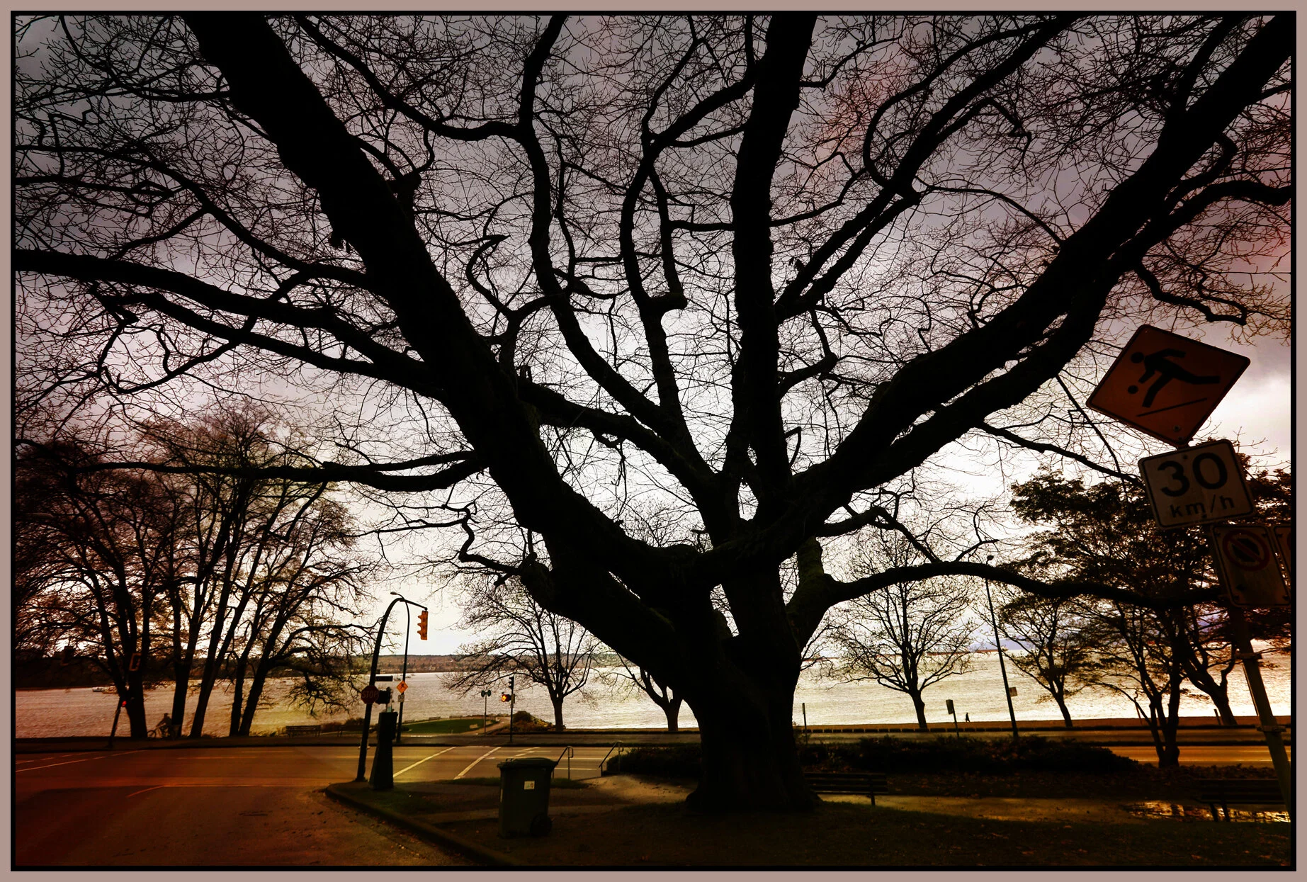 English Bay Tree_Nov 24_2016_HDR_A9970_peMajor_4x6s.jpg