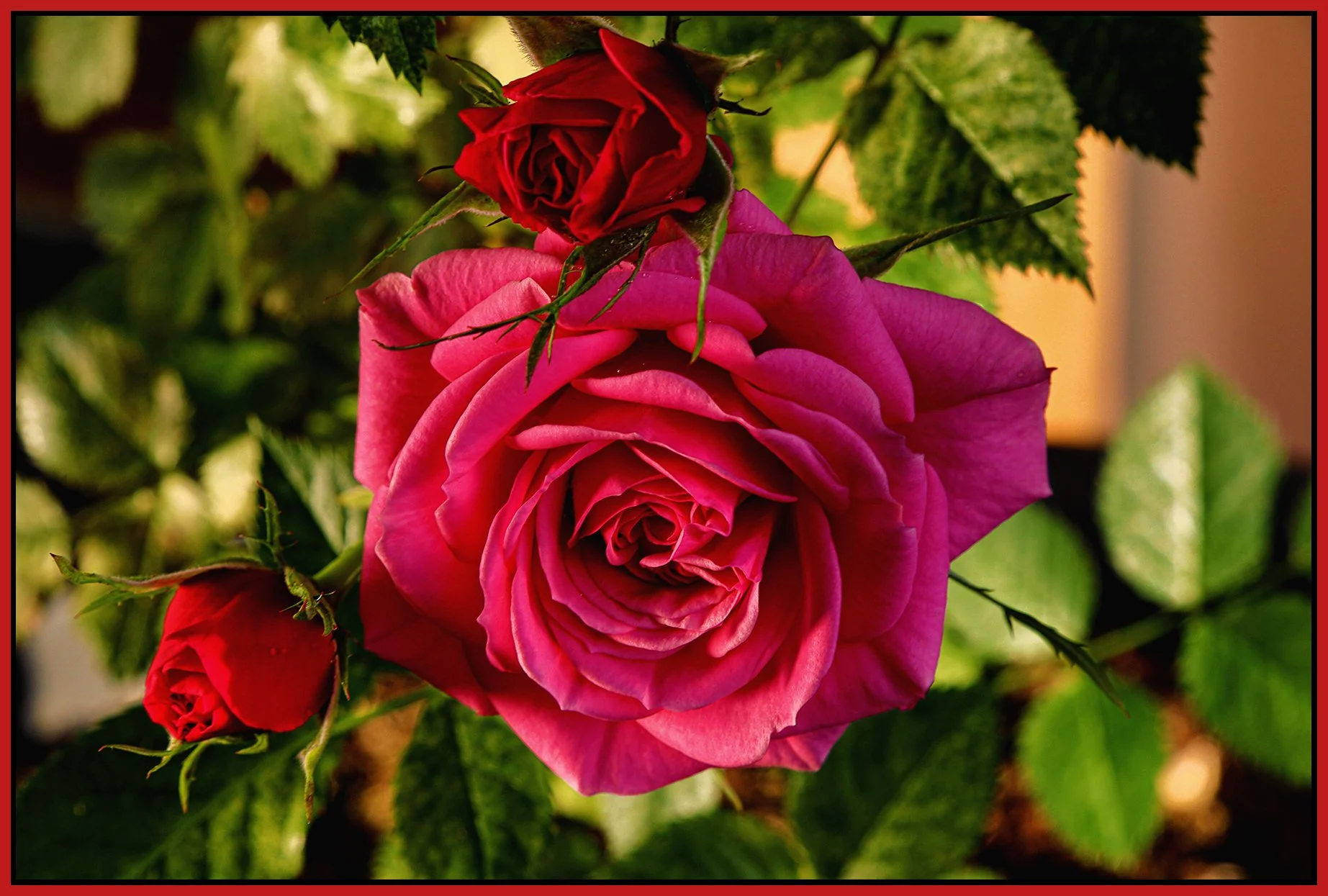 Flowers Roses_Apr 19_2022_HDR_5B3215_peDetail_HyprealSepDrkn_4x6s.jpg
