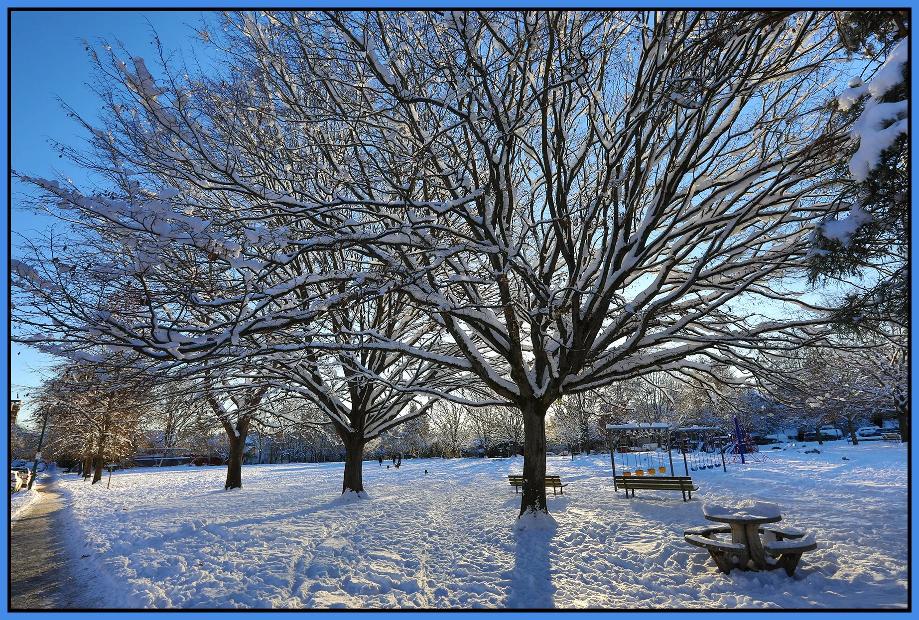 McLean Pk Trees_738 Keefer St in Snow_Dec 21_2022_HDR_5D0435_4x6s.jpg