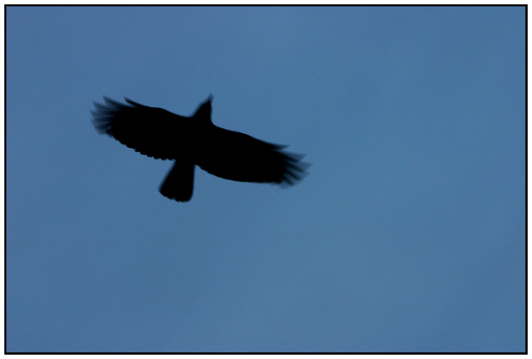 Black Bird_1122_4x6s.jpg