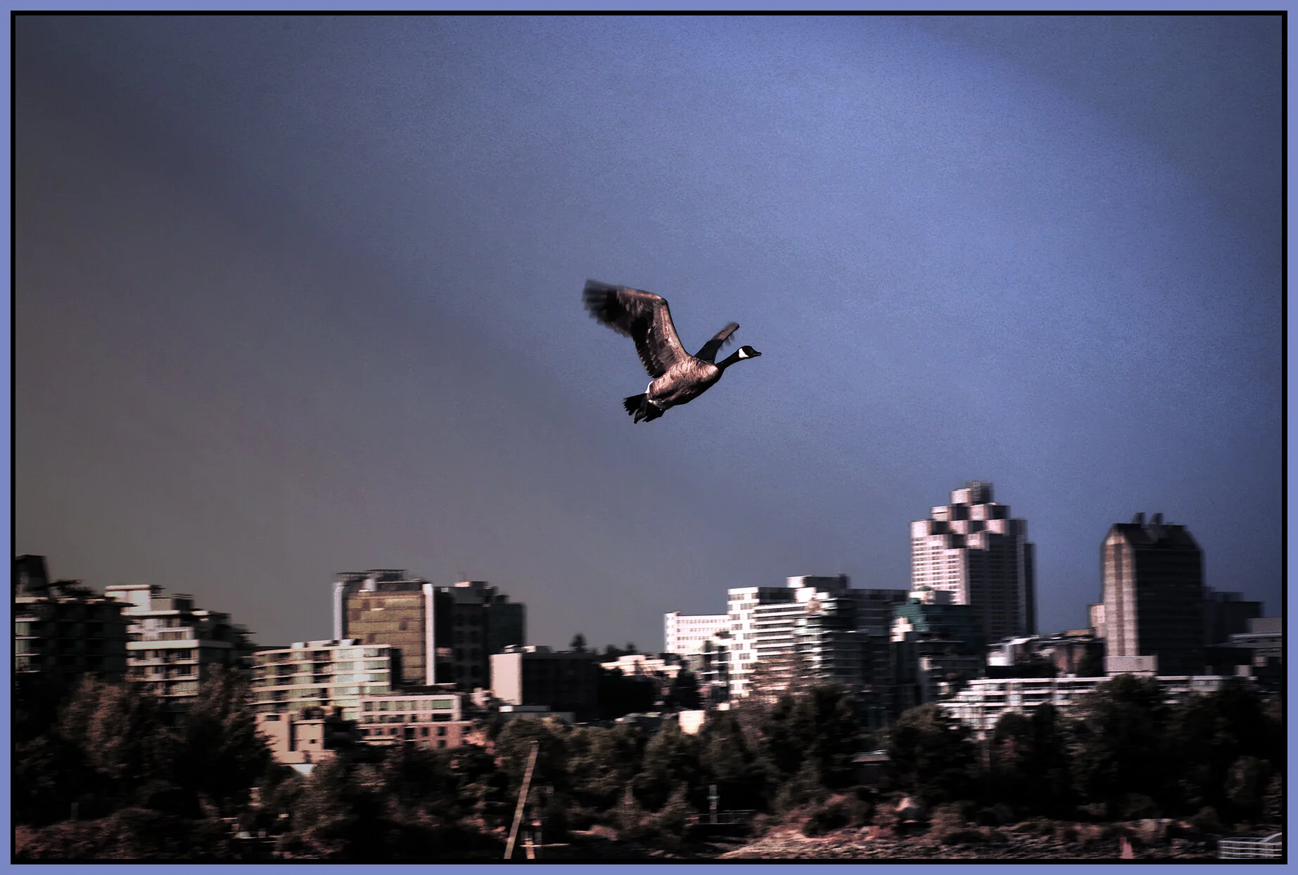 Canada Goose False Ck_Aug 2_2021_4G1674_peW&Cc_ShdedSkin_4x6s.jpg