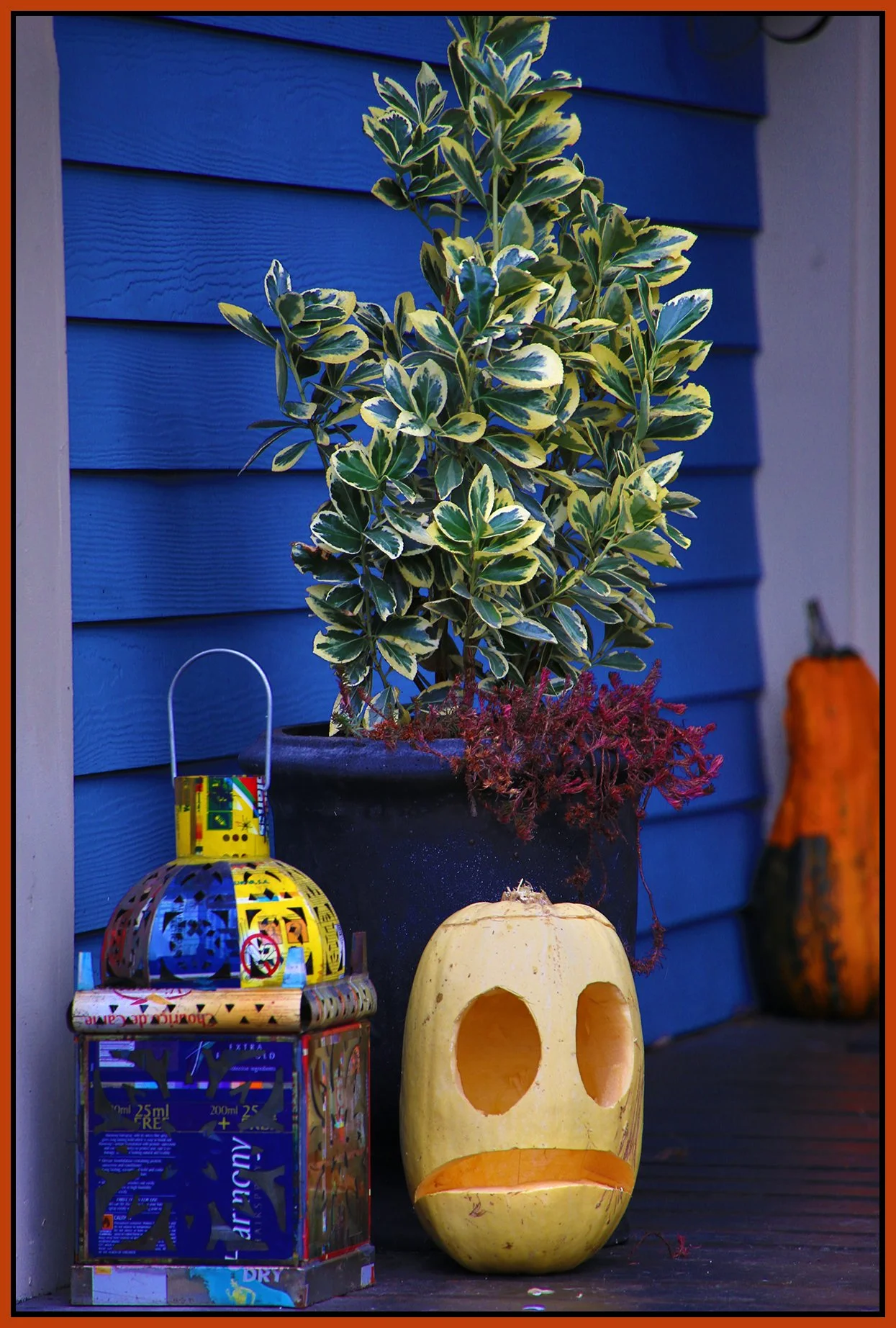 Pumpkin_Nov 2_2015_FH9433_4x6s.jpg