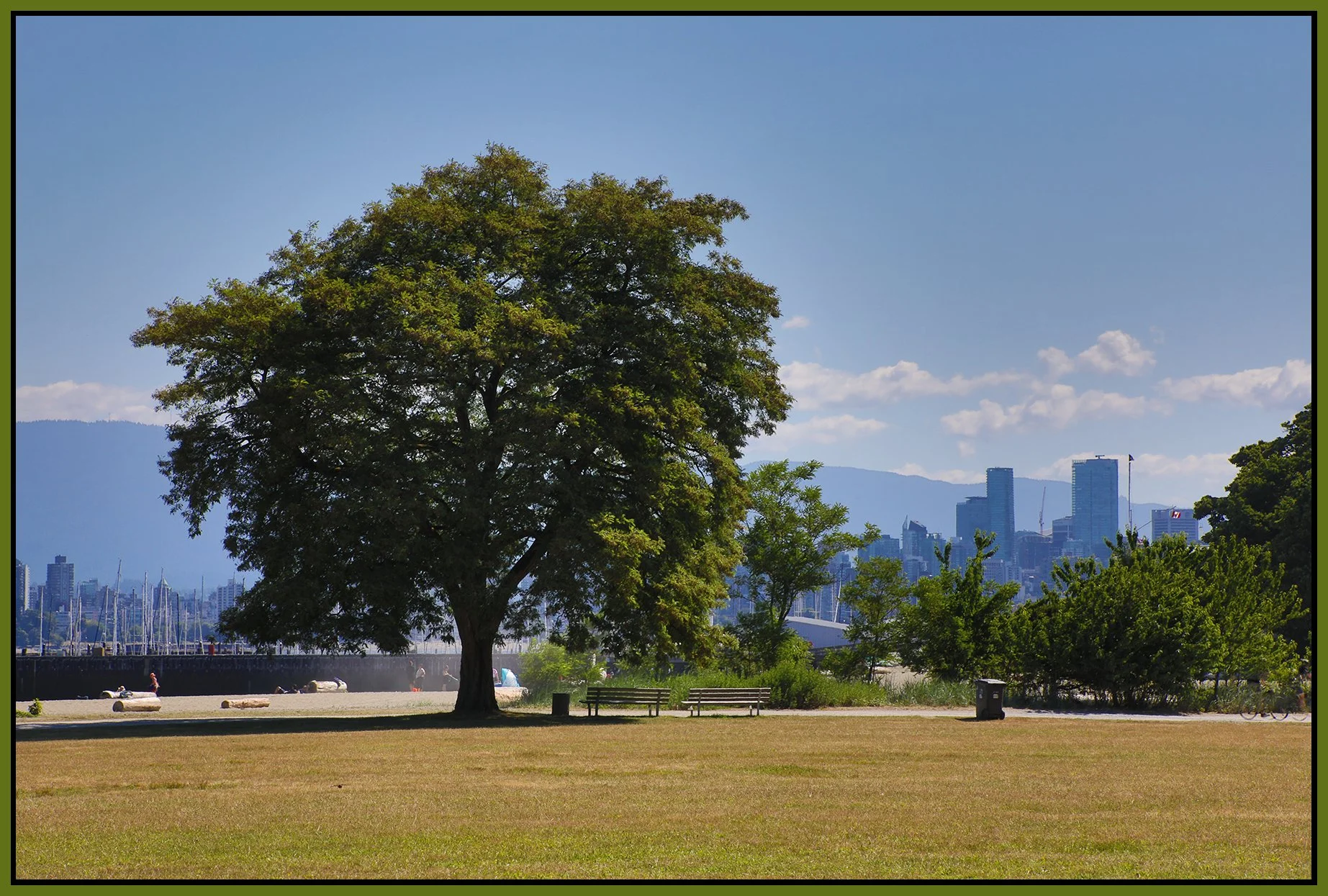 Jericho Beach Tree LkgNE_Jul 2_2023_HDR_4H7969_4x6s.jpg
