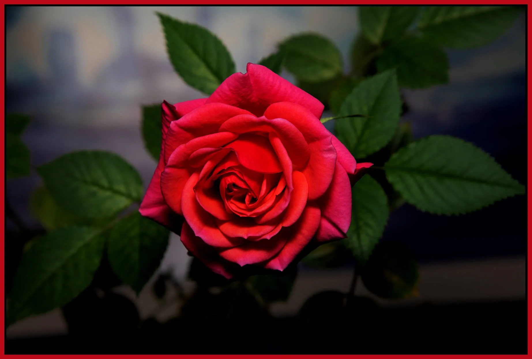 Flowers Rose_Jan 2_2022_CR2_4G5743_peExpMrg_4x6s.jpg