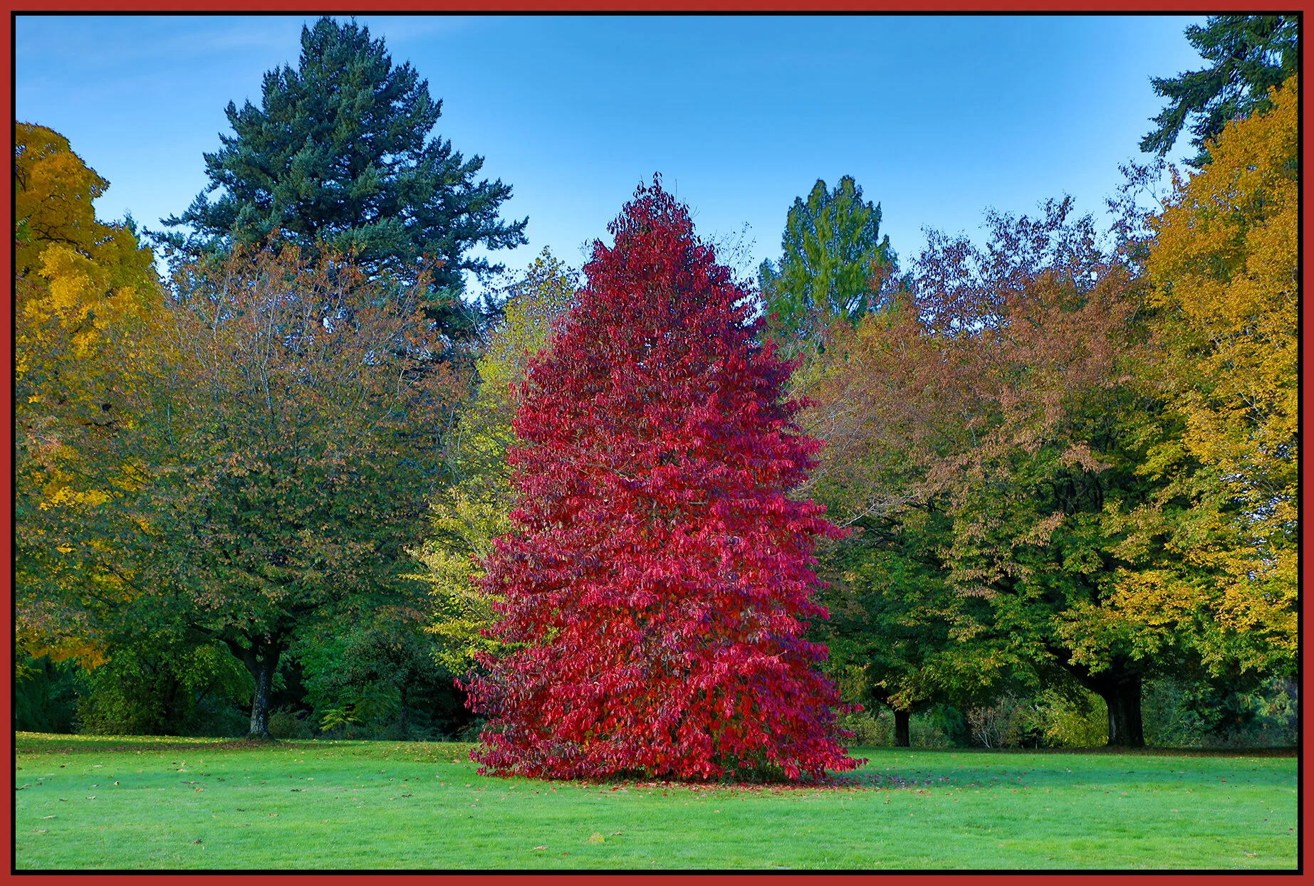 Queen E Pk Trees_Oct 10_2021_HDR_4G3736_4x6s.jpg