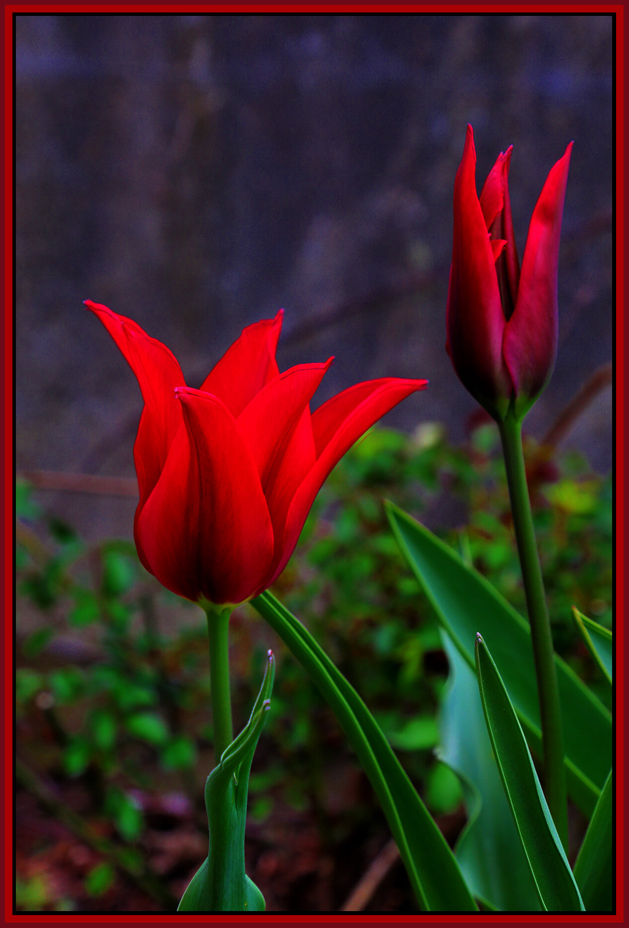 Flowers Tulips_Apr 23_2021_HDR_4G7776_peExpMrg_4x6s.jpg