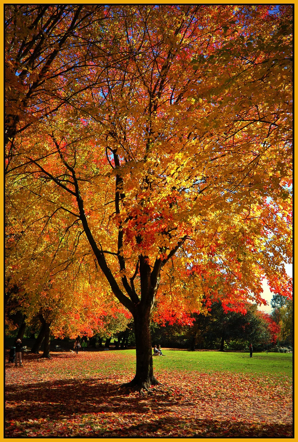 Trout Lake Tree_Oct 25_2017_HDR_B3907_peHdriSunset_4x6s.jpg
