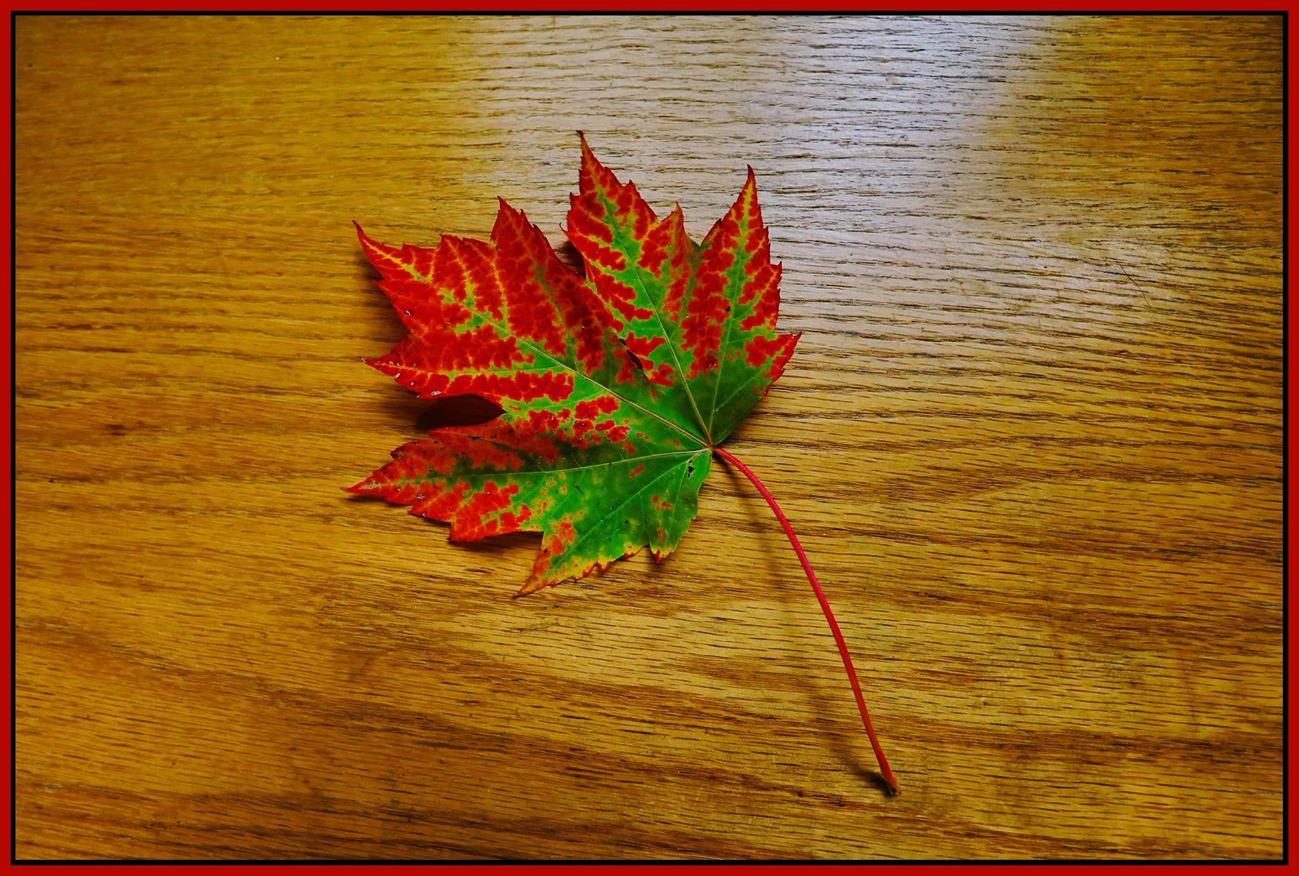 Fall Maple Leaf_Oct 26_2025_HDR_4K4435_pehdrEWGT_4x6s.jpg