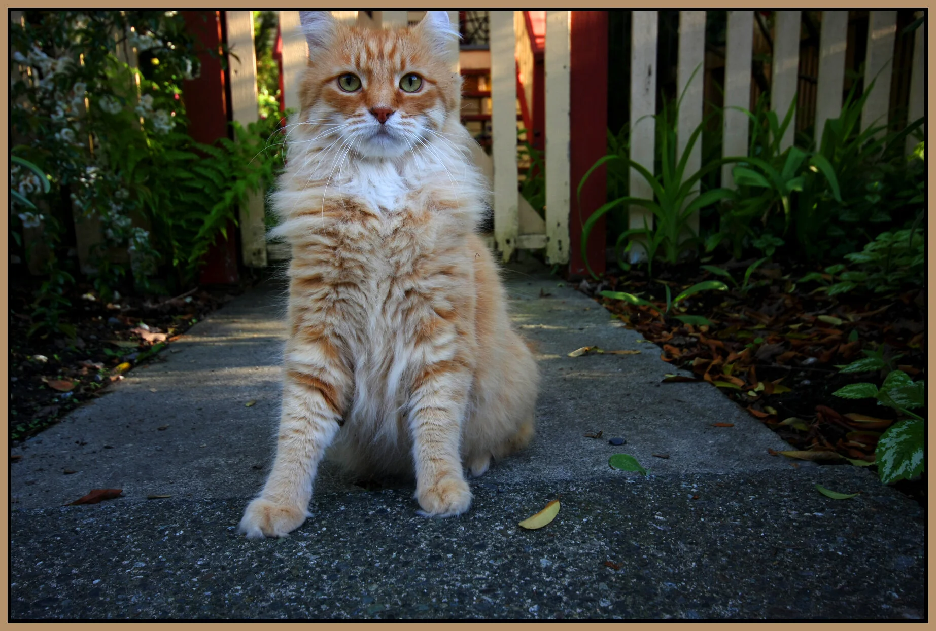 Cat on Union St_6144_4x6s.jpg
