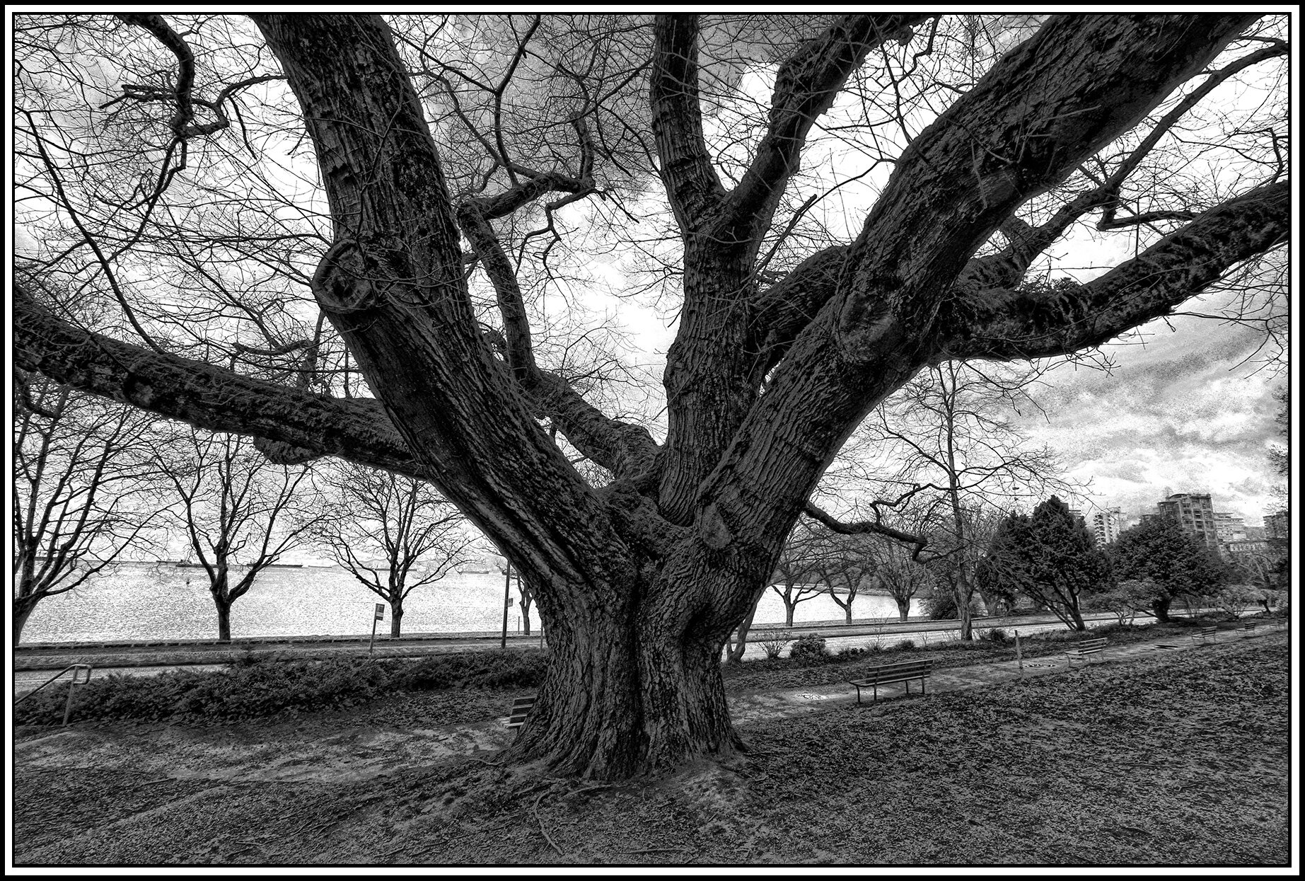English Bay Tree_Mar 24_2020_HDR_F3663_peLightPncl_4x6s.jpg