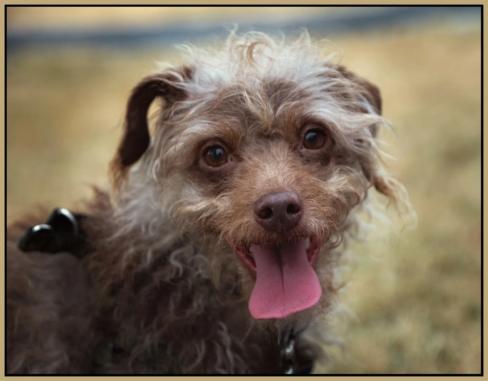 Frances_Aug 5_2021_CR2_4G2254_peLc_SepiaTone_lightrDeepr_4x5s.jpg