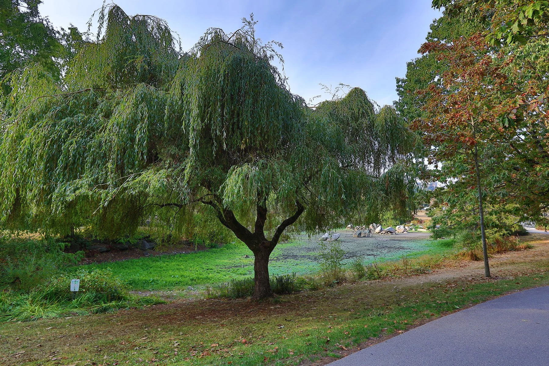 Charleson Pk Pond Tree_Oct 7_2022_HDR_5C0942_4x6.jpg