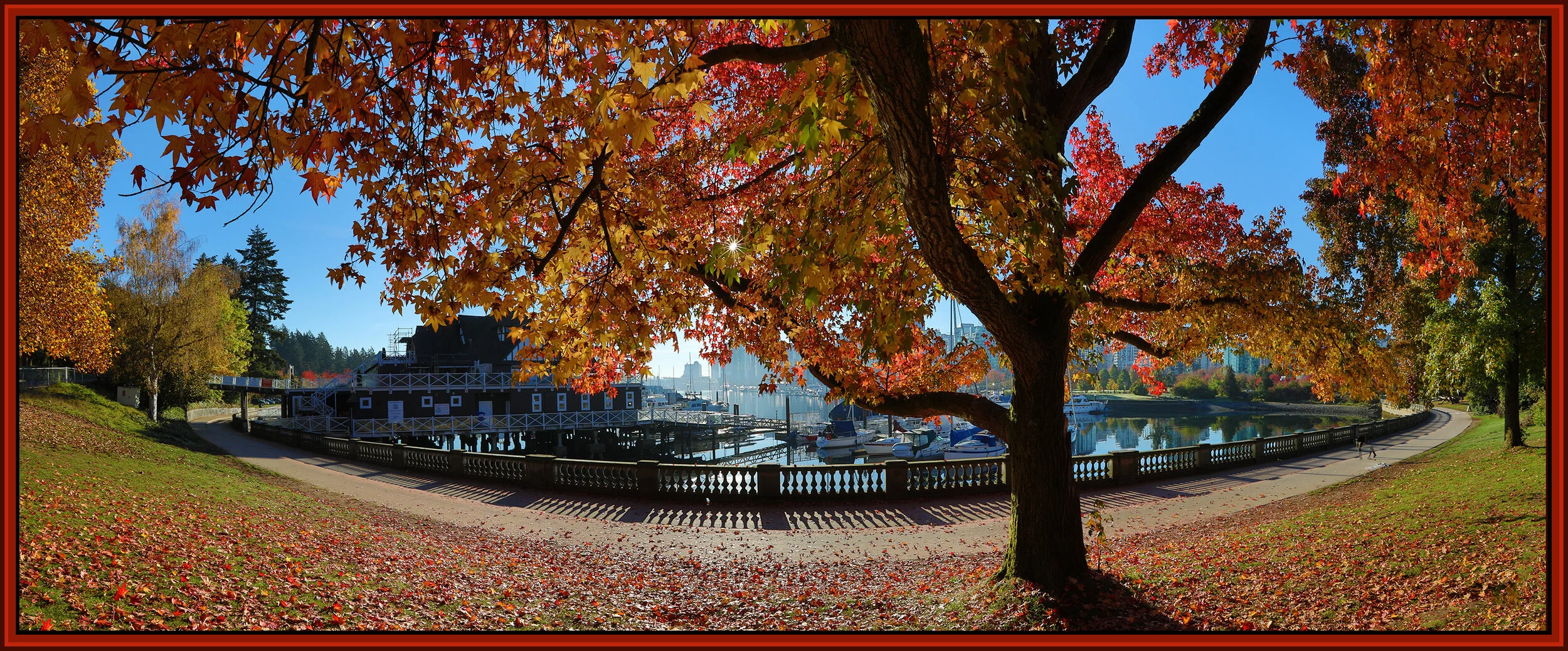 Stanley Pk Tree_Oct 17_2018_HDR_Pan_D8828_1_4x10s.jpg