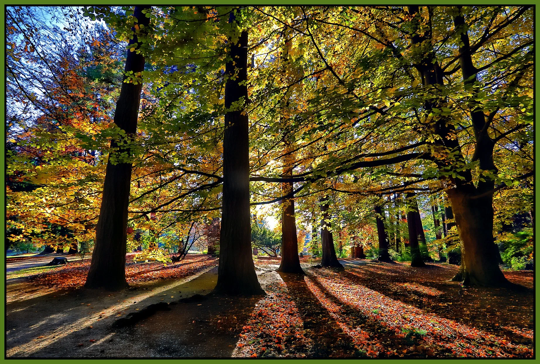 Stanley Pk Trees_Nov 18_2022_HDR_5C7006_peHyperstrip_Hdr2013_1_4x6s.jpg