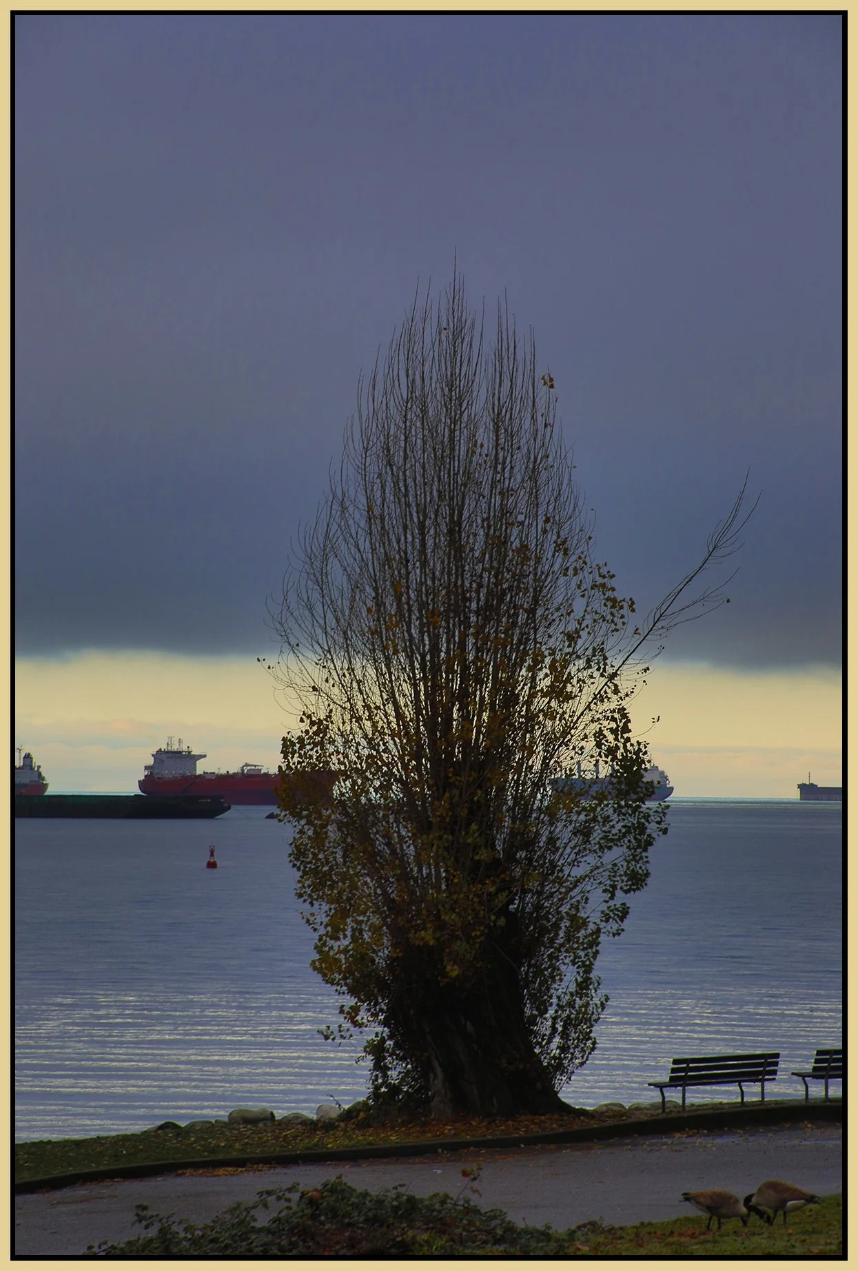 English Bay Tree_Dec 11_2023_HDR_5E2276_4x6s.jpg