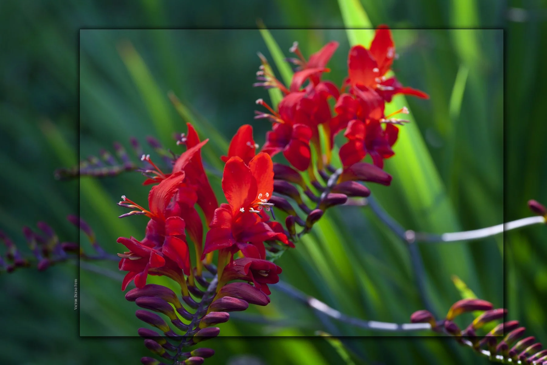 Flowers_Jul 24_2011_5770_2_4x6s.jpg