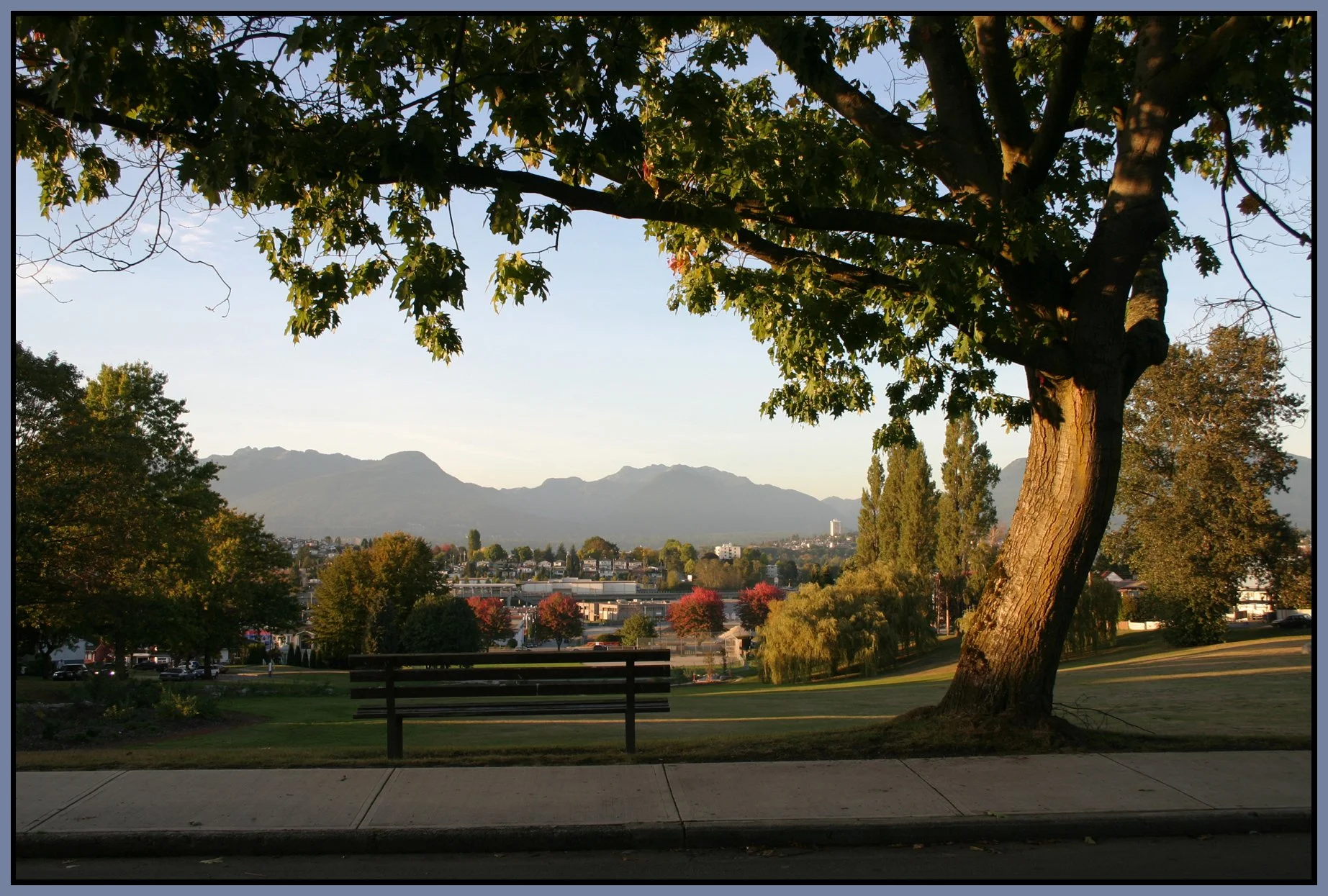 Falaise Pk Tree 06_3389_4x6s.jpg