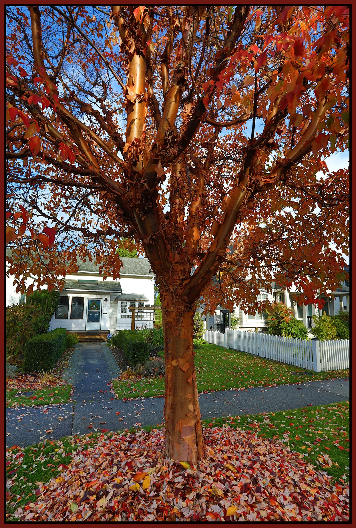 New West Tree_Nov 15_2020_HDR_4G4808_4x6s.jpg