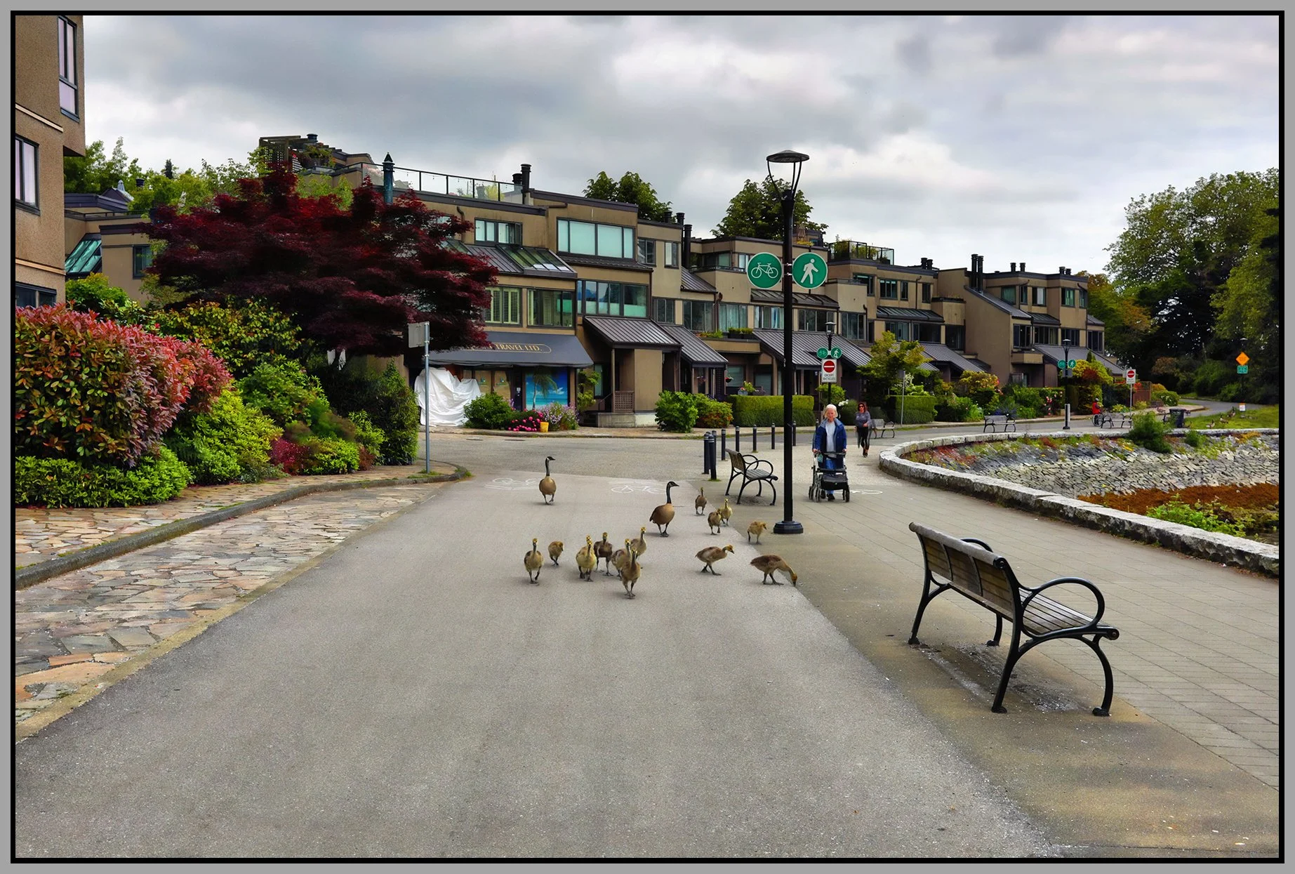 600 Millbank Geese_Jun 4_2025_HDR_5F3755_peshdngCntrst_4x6s.jpg