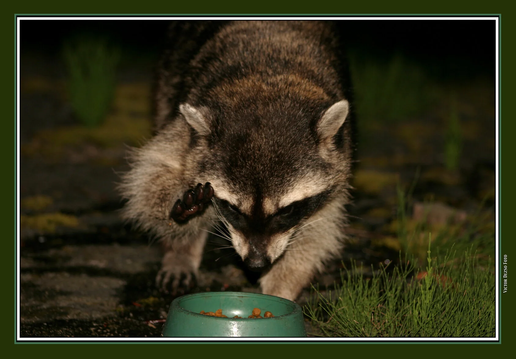 Racoon_4415_4x6s.jpg