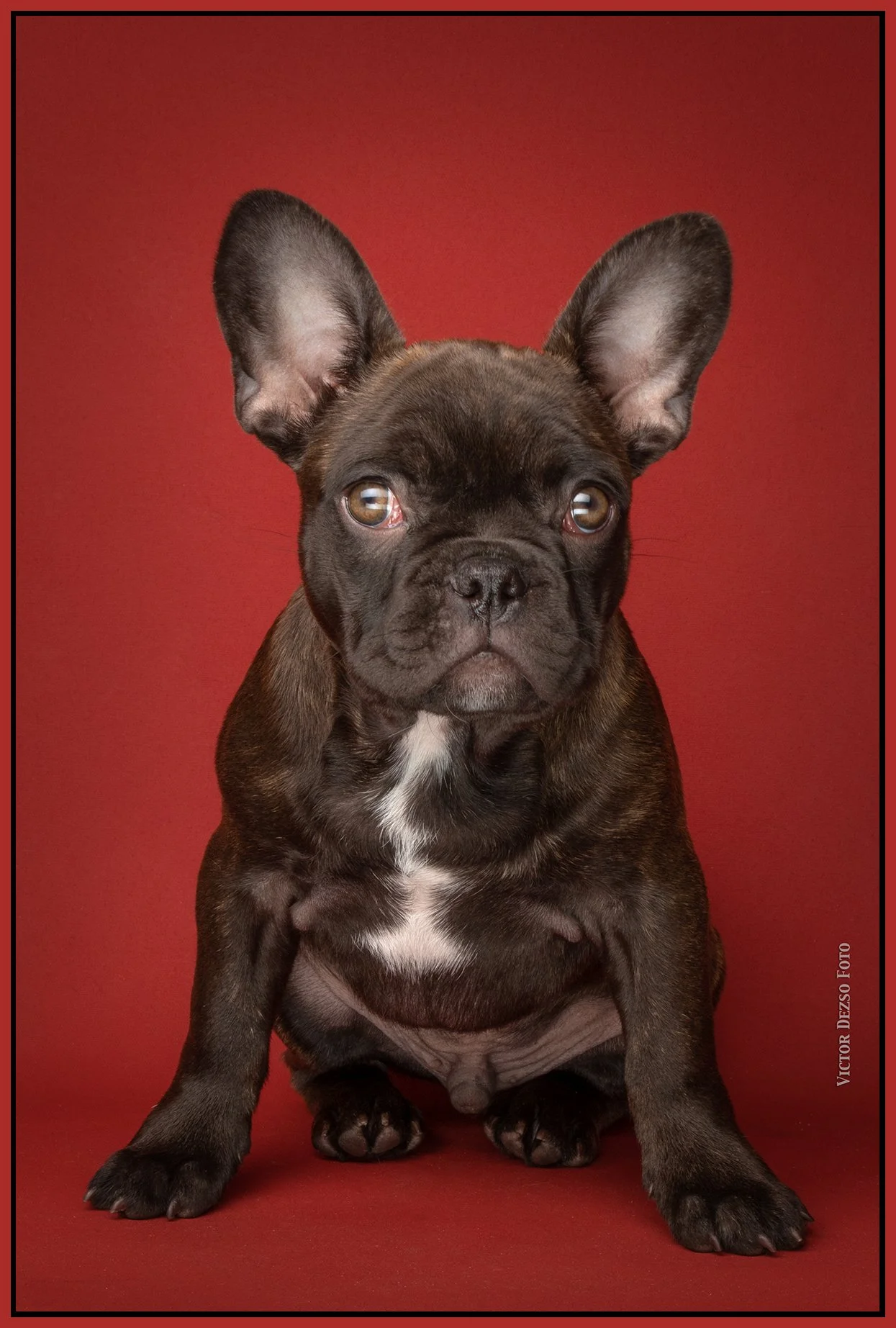 Fudge_Aug 27_2023_CR2_5C5143_4x6s.jpg