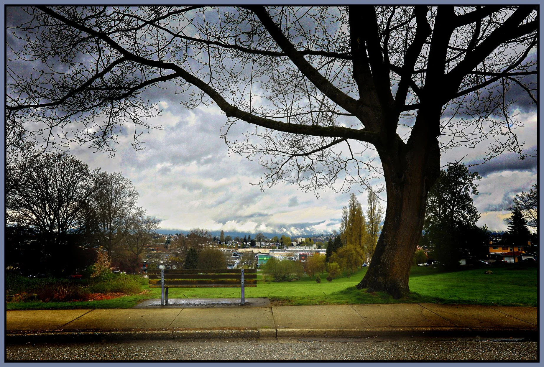 Falaise Pk Tree_Apr 26_2017_HDR_A2229_peGreysdecrd_4x6s.jpg