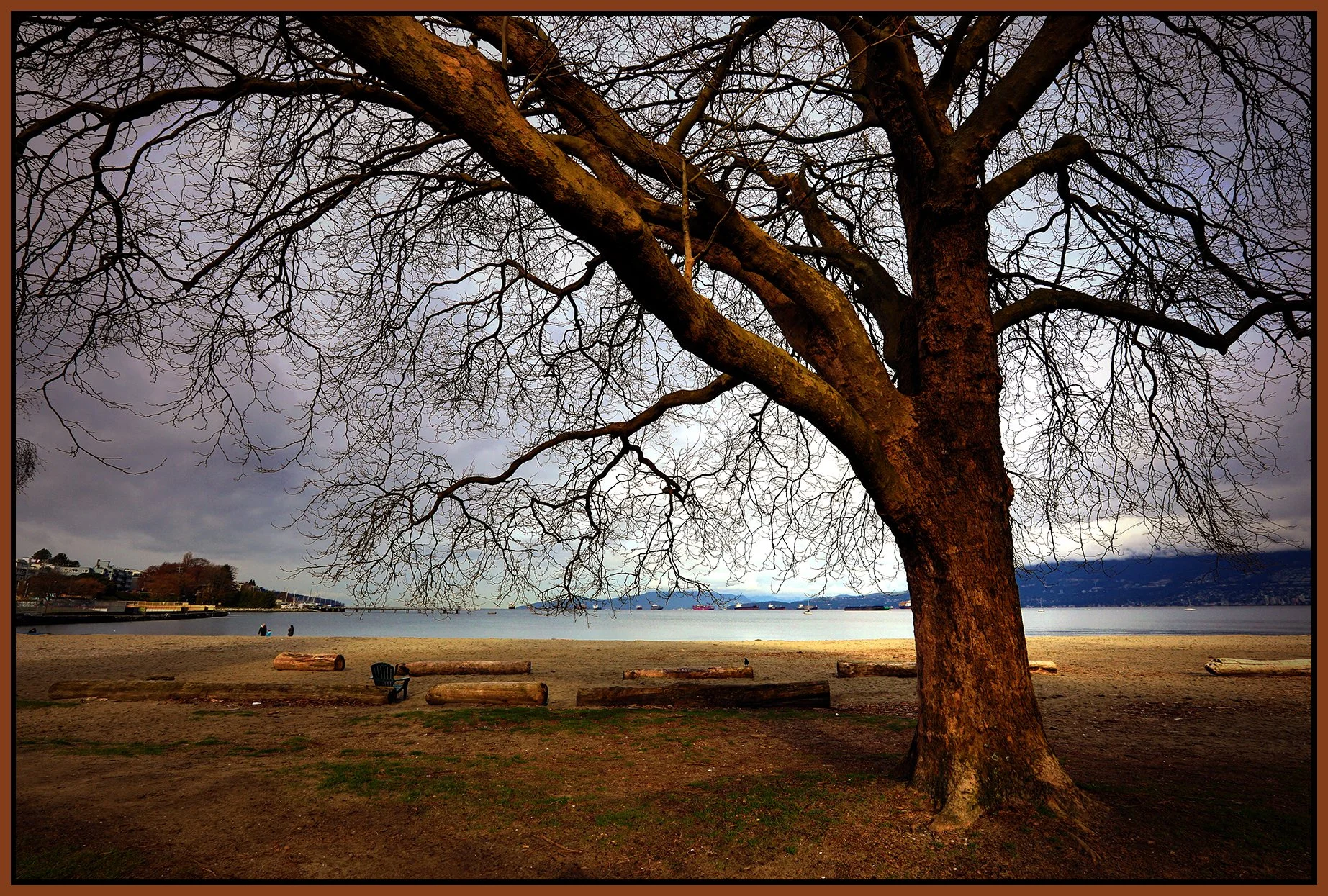 Kits Beach Tree_Mar 20_2022_HDR_5B0777_peDrkImpct_4x6s.jpg