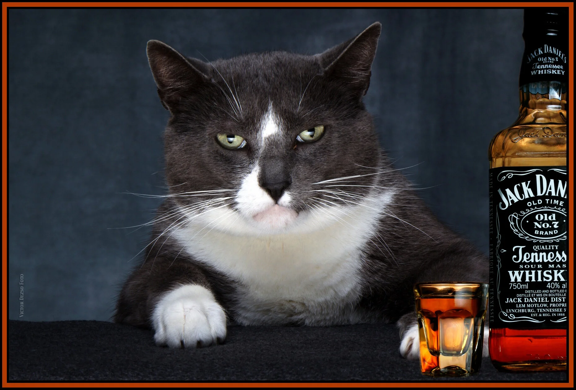 Einstein&Jack_Dec 12_2010_7360_peContrast_4x6s.jpg