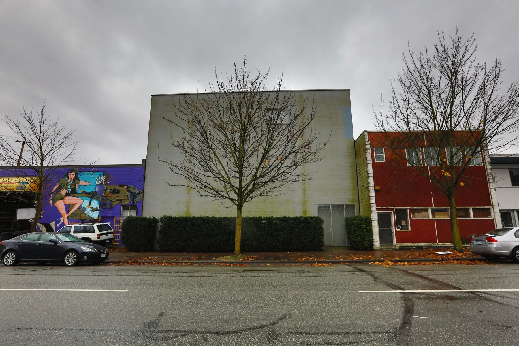 790 Powell Tree_Nov 18_2017_HDR_B0247_4x6.jpg