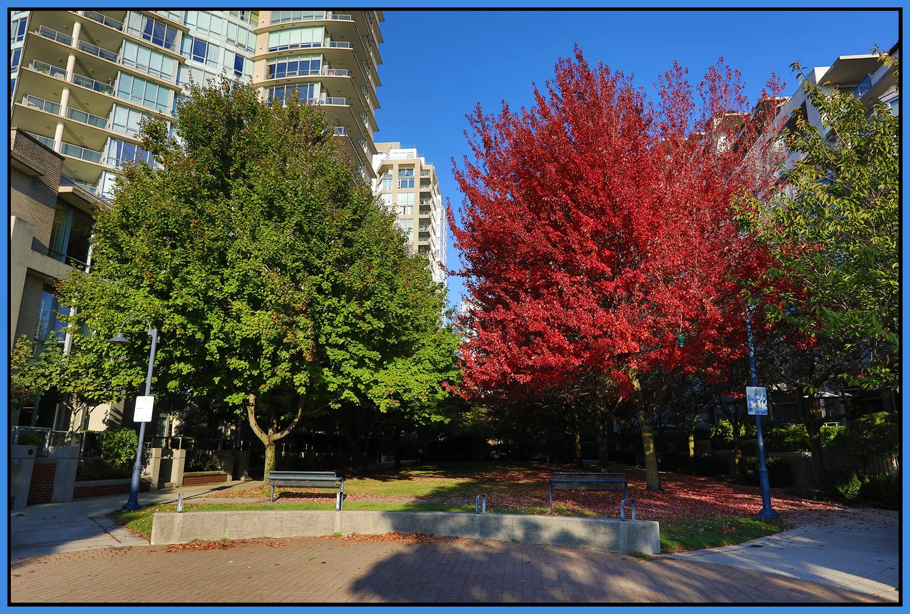 Concord Pacific Trees_Oct 14_2022_HDR_5C3032_4x6s 2.jpg